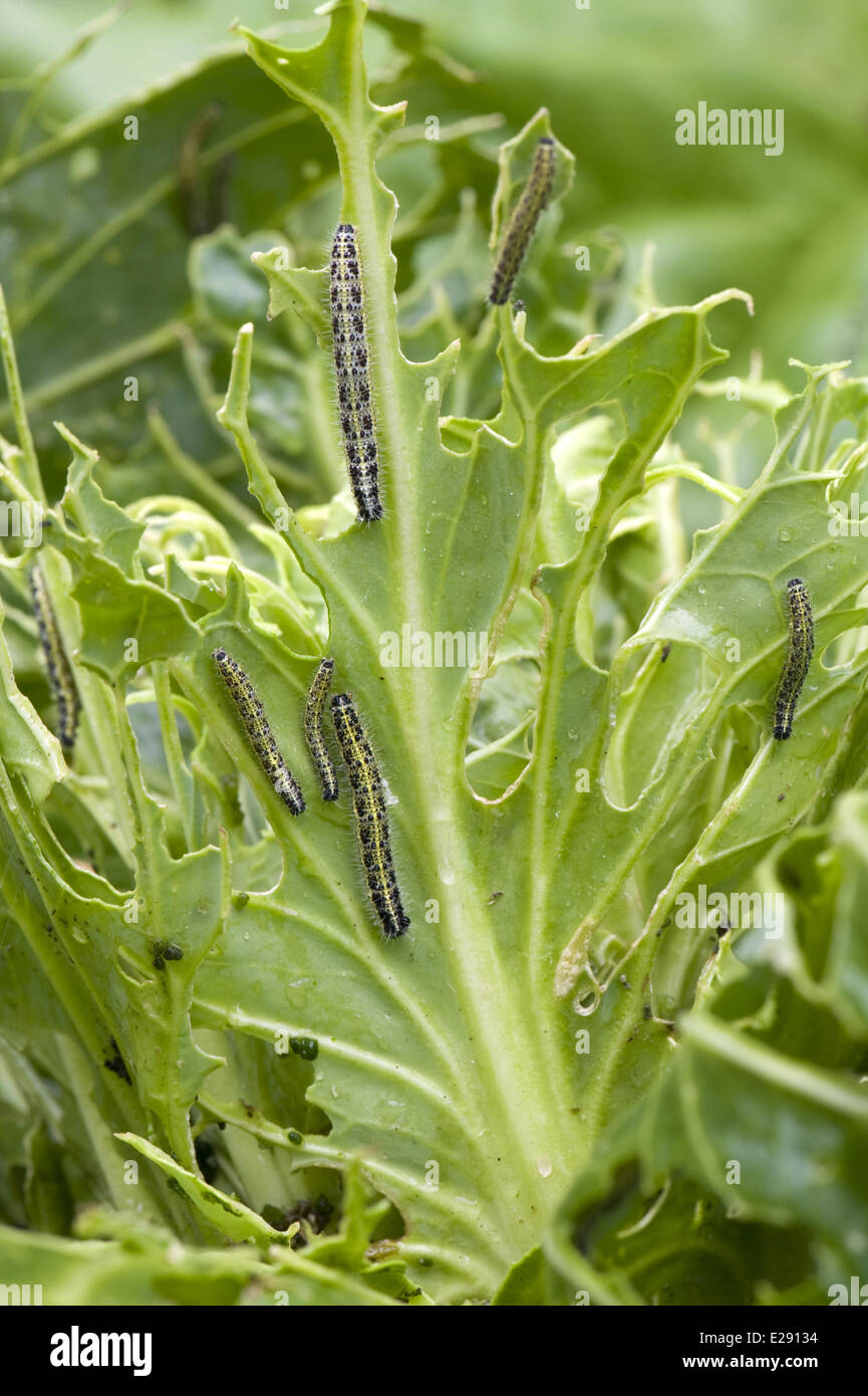Large White Butterfly, Pieris brassicae, caterpillars damaging a pointed cabbage plant Stock Photo