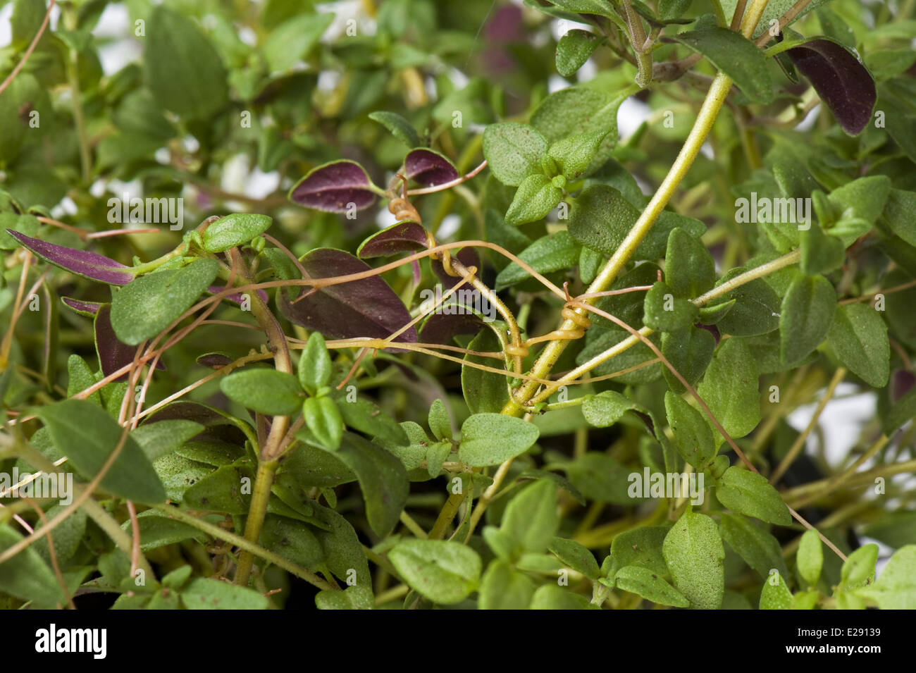 European dodder, Cuscuta europaea, a parasitic plant on a herd thyme plant in a pot Stock Photo