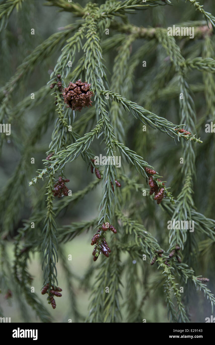 Japanese Red Cedar, one female cone and some smaller male cones. Cryptomeria japonica Stock Photo