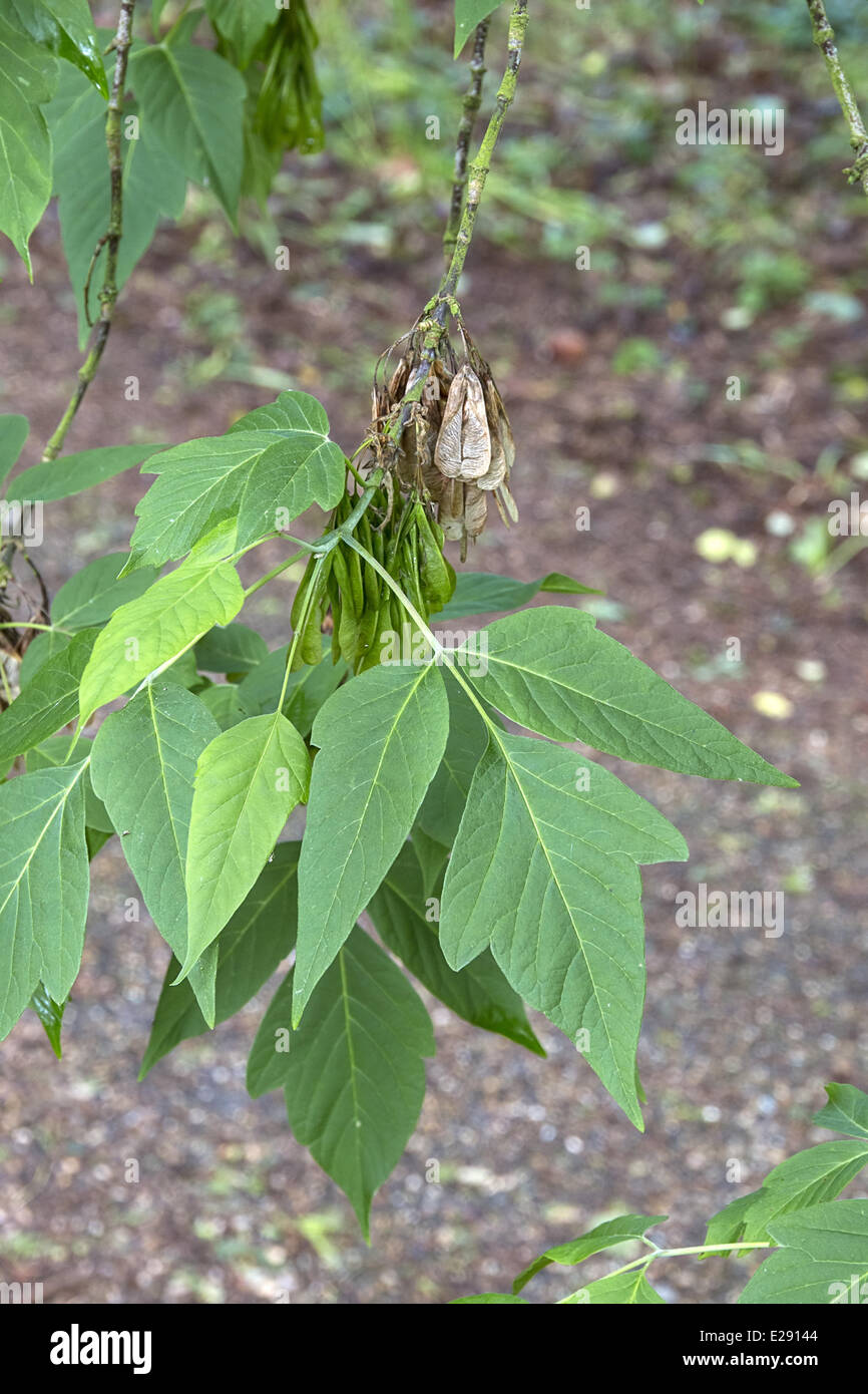 Box Elder leaf and fruit. Acer negundo. Stock Photo
