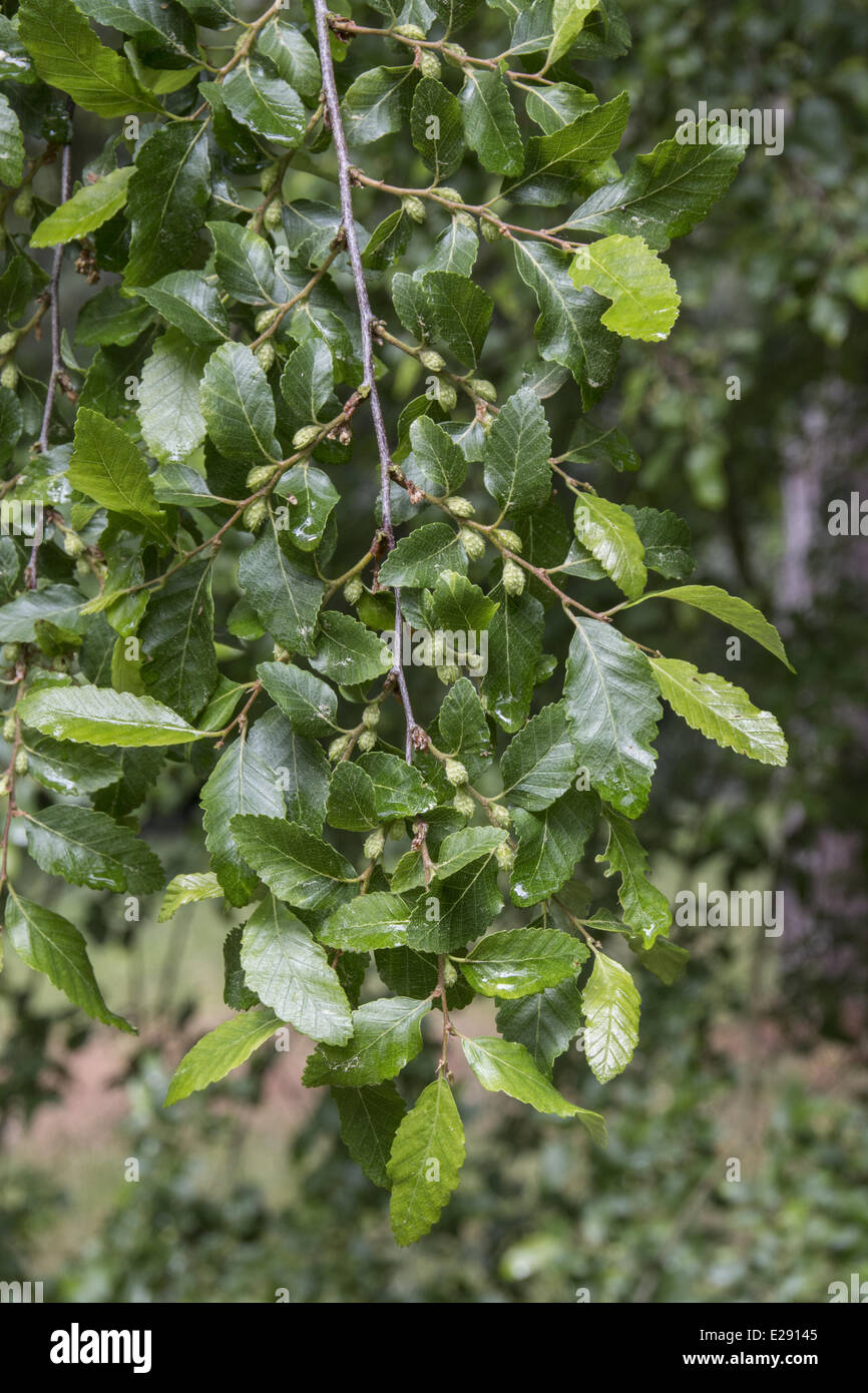 Roble Beech leaf and young fruits. Nothofagus obliqua. Stock Photo