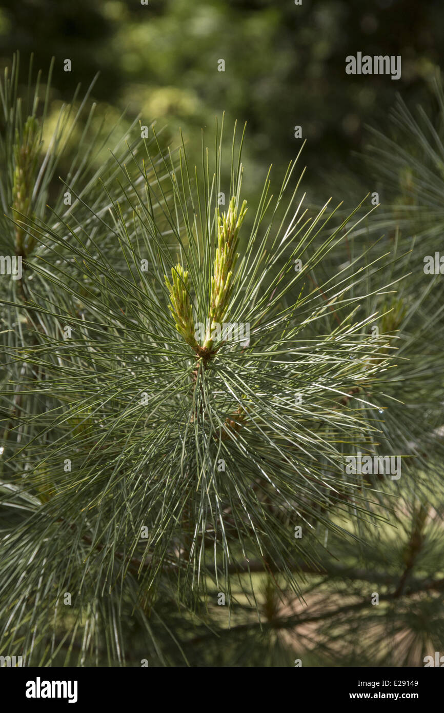Mexican White Pine leaf. Stock Photo