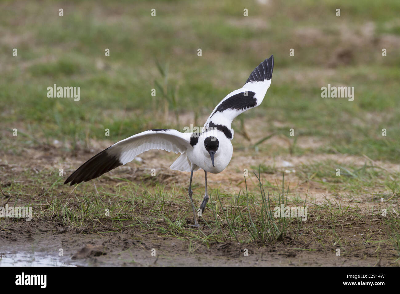 Breeding Avocet with wings raised, distraction display. Stock Photo