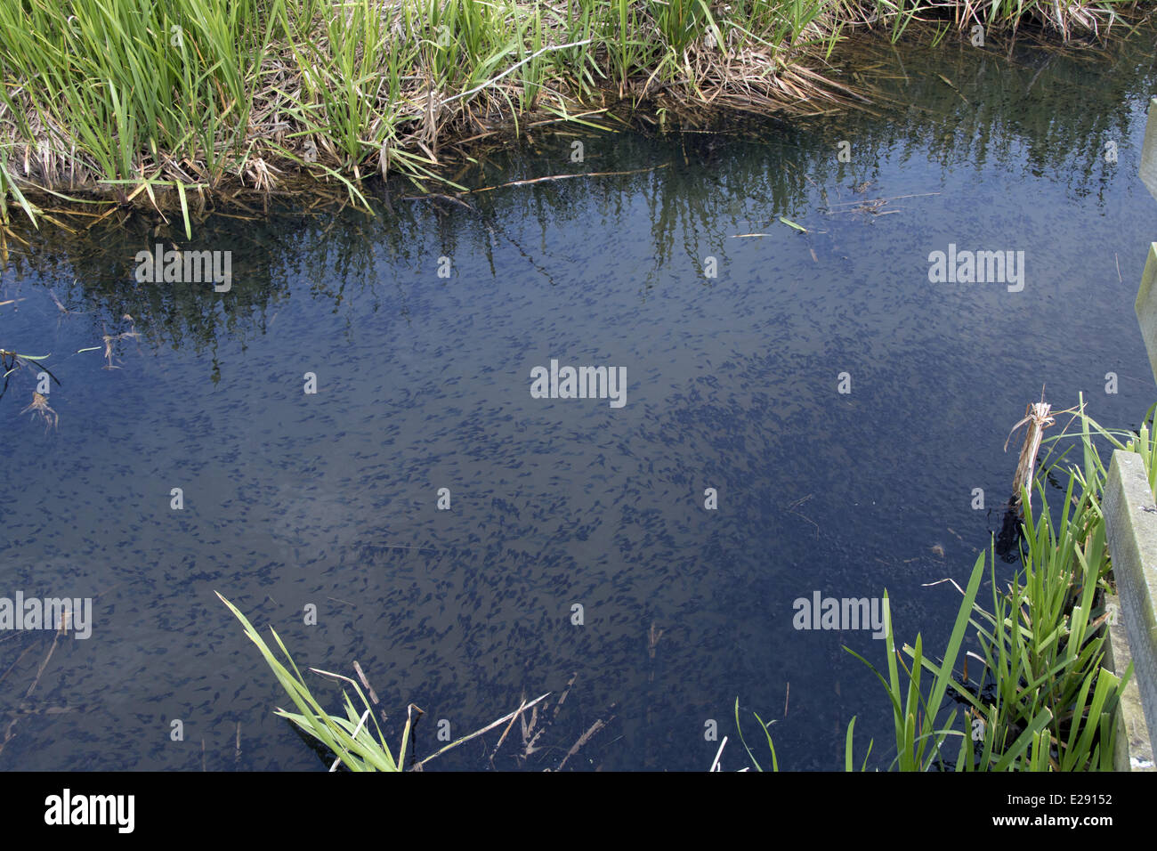 Large number of toad tadpoles in Norfolk dyke. Stock Photo