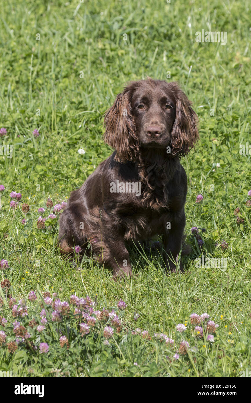 Girl cocker best sale spaniel