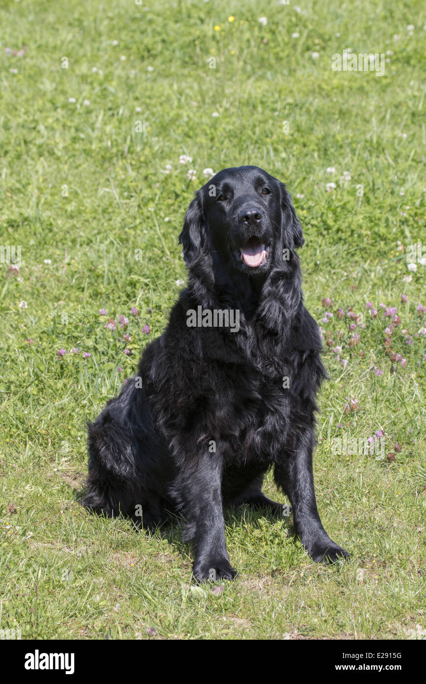 Female flat coated retriever hotsell