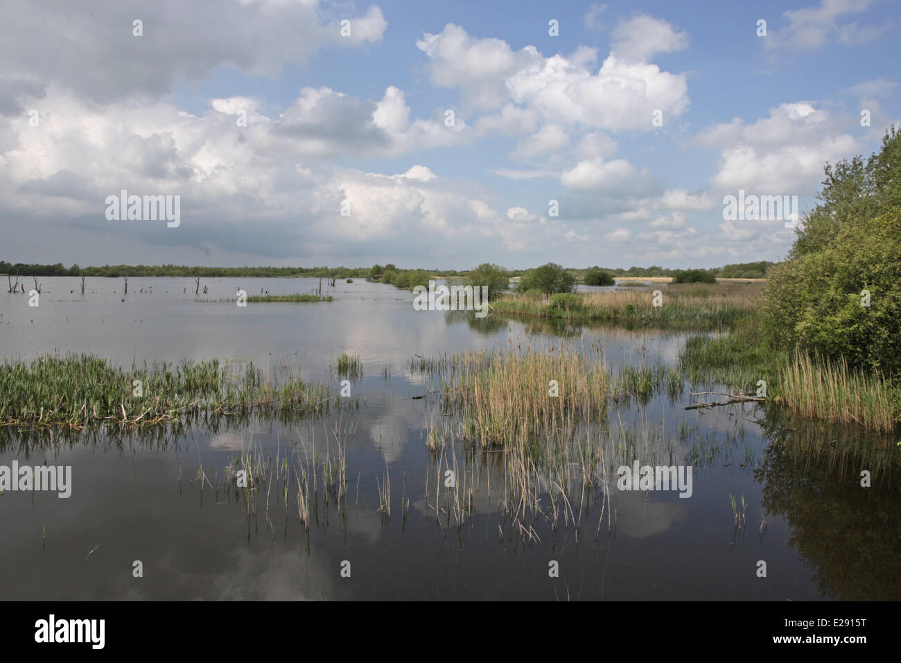 View of wetland habitat in nature reserve, viewed from 'Noah's Hide', part of 'Brue Valley Living Landscape' landscape scale conservation project, Shapwick Heath N.N.R., Brue Valley, Somerset Levels, Somerset, England, April Stock Photo
