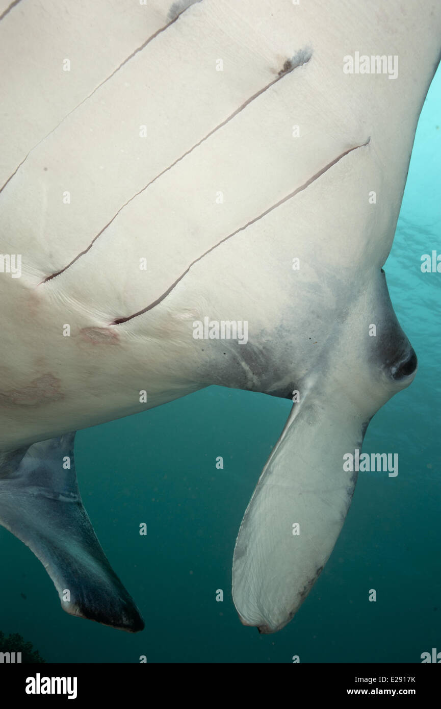 Giant Oceanic Manta Ray (Manta birostris) adult, close-up of gill slits, feeding, Karang Makassar, Rinca Island, Komodo N.P., Lesser Sunda Islands, Indonesia, March Stock Photo