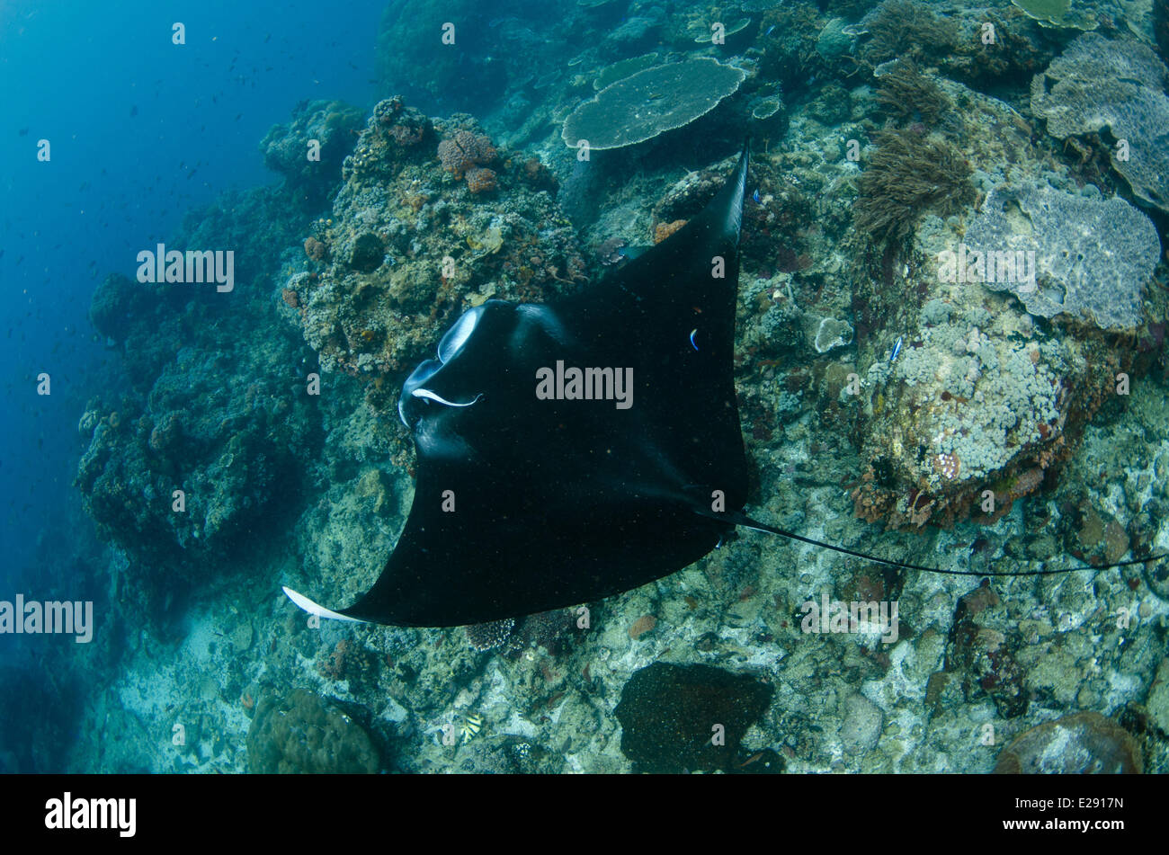 giant oceanic manta ray size comparison giant oceanic manta ray size comparison