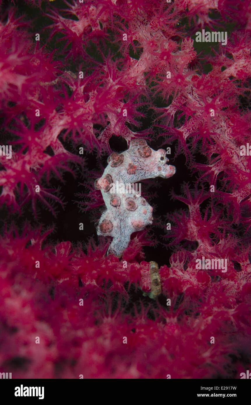 Bargibanti's Pygmy Seahorse (Hippocampus bargibanti) adult, clinging to sea fan, Gili Mota Island, between Rinca and Flores Islands, Komodo N.P., Lesser Sunda Islands, Indonesia, March Stock Photo