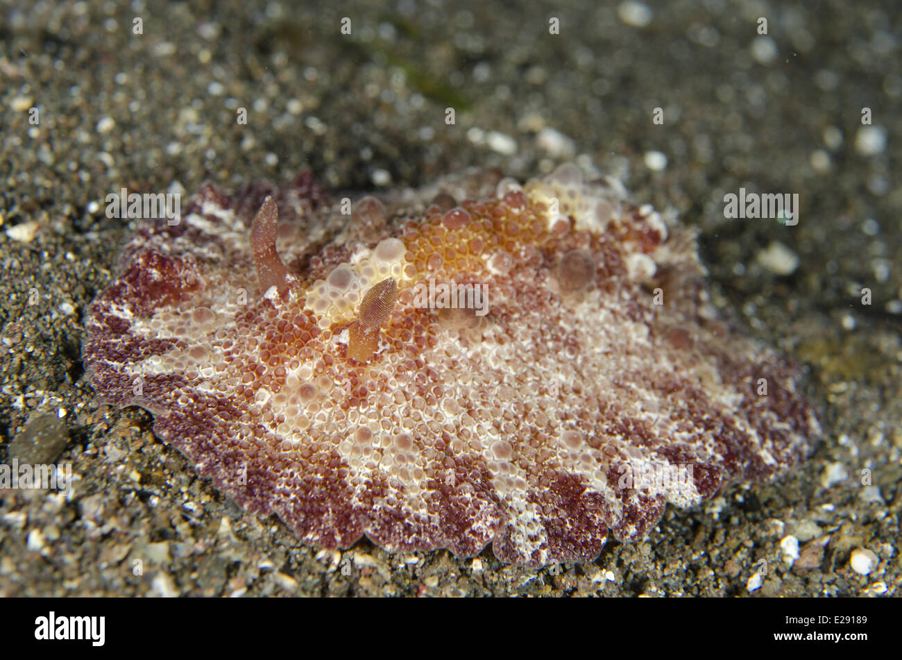 Schmeltz Discodoris Nudibranch (Discodoris schmeltziana) adult, crawling on sand, Horseshoe Bay, Nusa Kode, Rinca Island, Komodo N.P., Lesser Sunda Islands, Indonesia, March Stock Photo