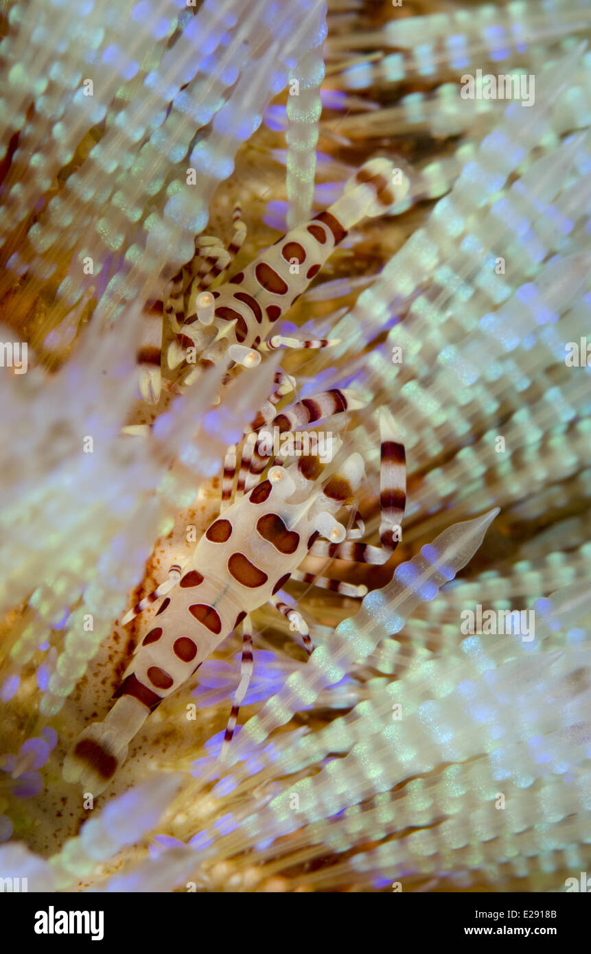 Coleman's Shrimp (Periclimenes colemani) two adults, in Fire Urchin (Asthenosoma varium), Horseshoe Bay, Nusa Kode, Rinca Island, Komodo N.P., Lesser Sunda Islands, Indonesia, March Stock Photo