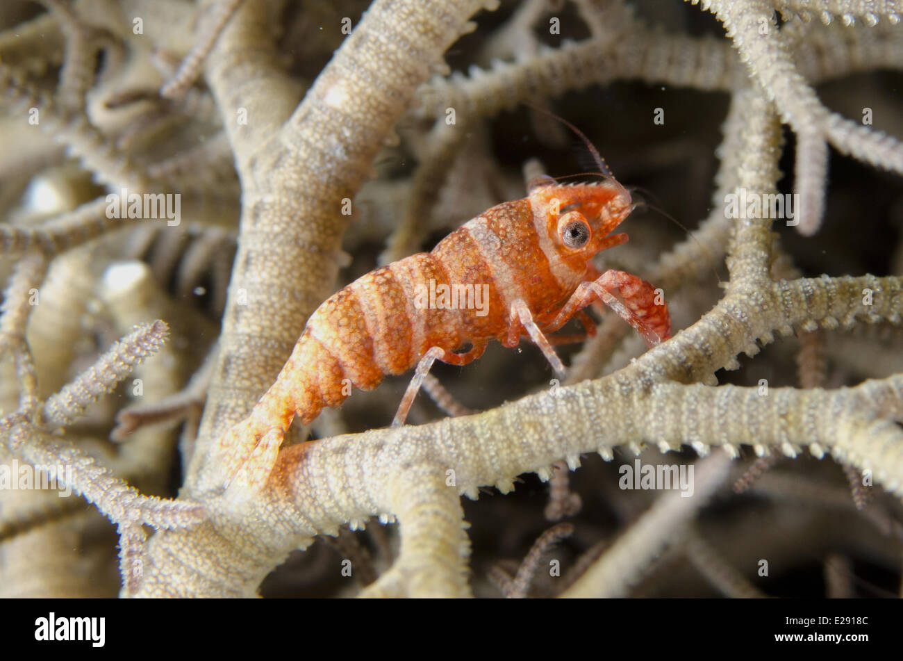Basket Star Shrimp (Periclimenes lanipes) adult, in Giant Basket Star (Astroba nuda) at night, Horseshoe Bay, Nusa Kode, Rinca Island, Komodo N.P., Lesser Sunda Islands, Indonesia, March Stock Photo