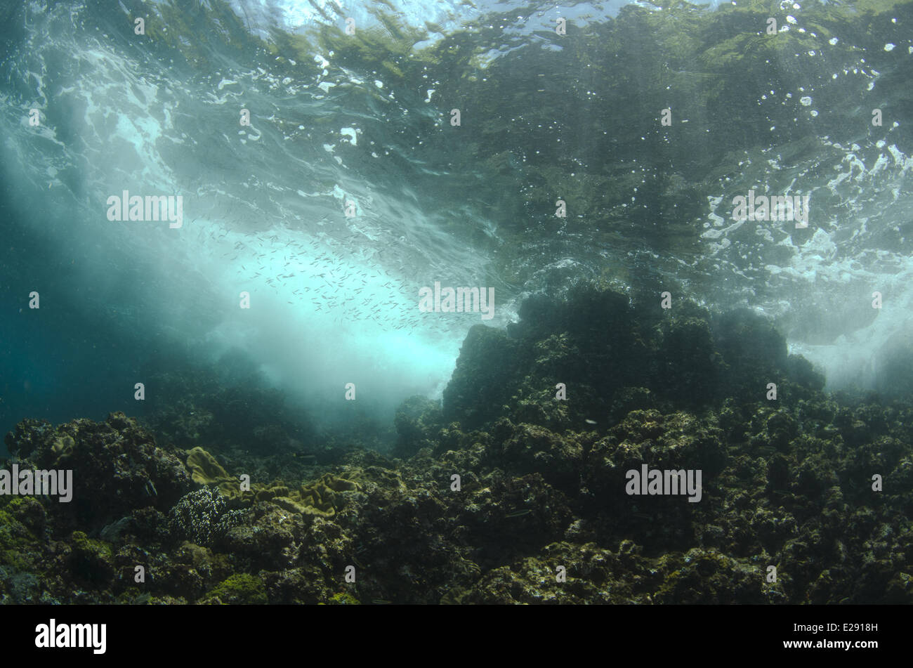 View of tropical reef habitat with fish shoal, Horseshoe Bay, Nusa Kode, Rinca Island, Komodo N.P., Lesser Sunda Islands, Indonesia, March Stock Photo