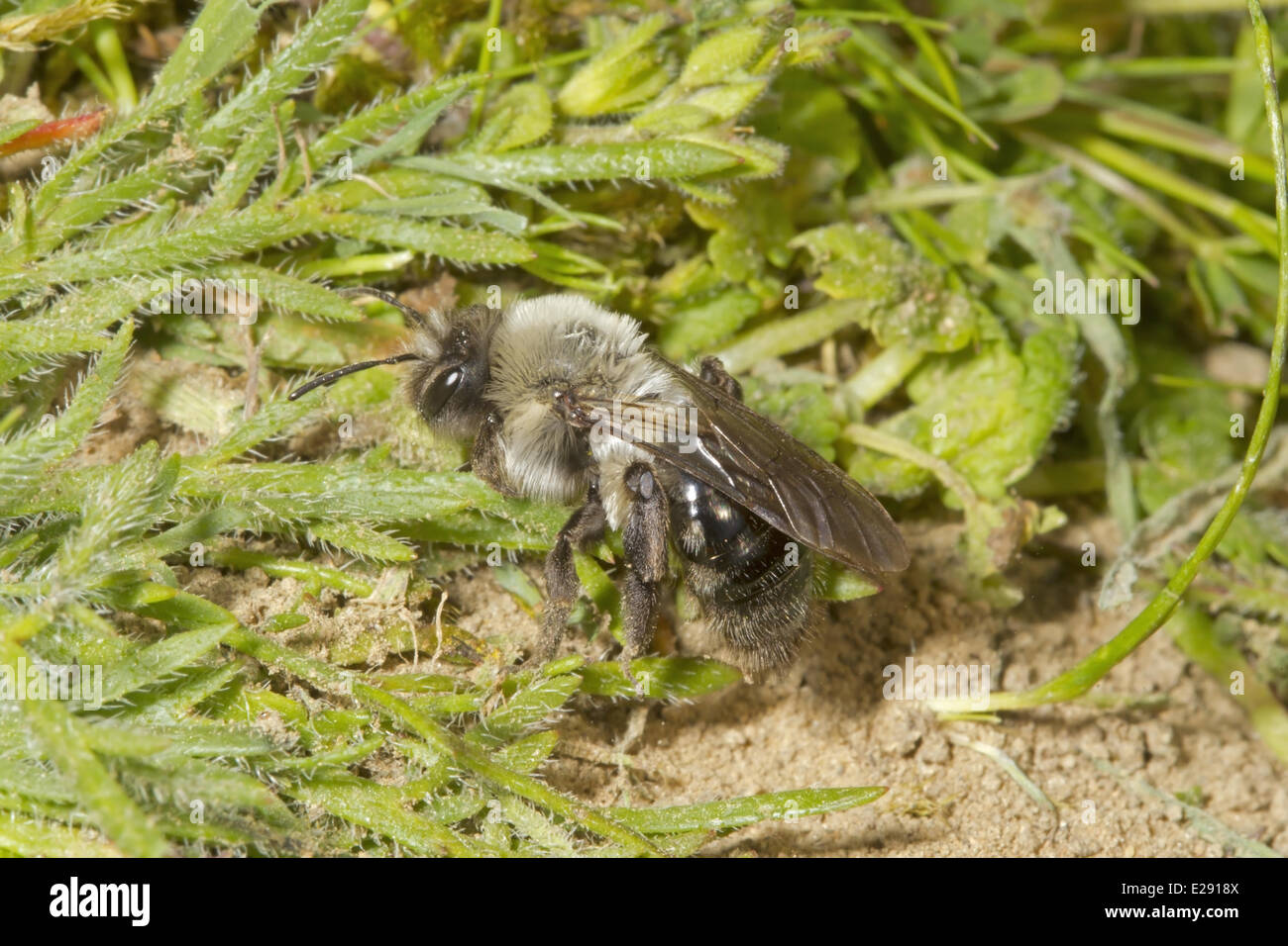 Grey Mining Bee (Andrena vaga) adult, locally extinct in UK since 1946 and first seen again this year at two sites, Dungeness RSPB Reserve, Kent, England, April 2014 Stock Photo