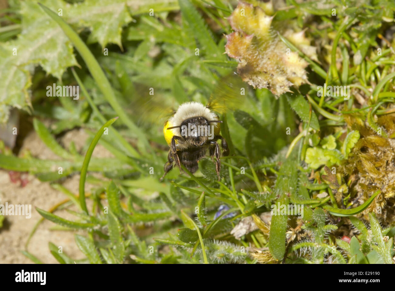 Grey Mining Bee (Andrena vaga) adult female, in flight, carrying pollen, locally extinct in UK since 1946 and first seen again this year at two sites, Dungeness RSPB Reserve, Kent, England, April 2014 Stock Photo