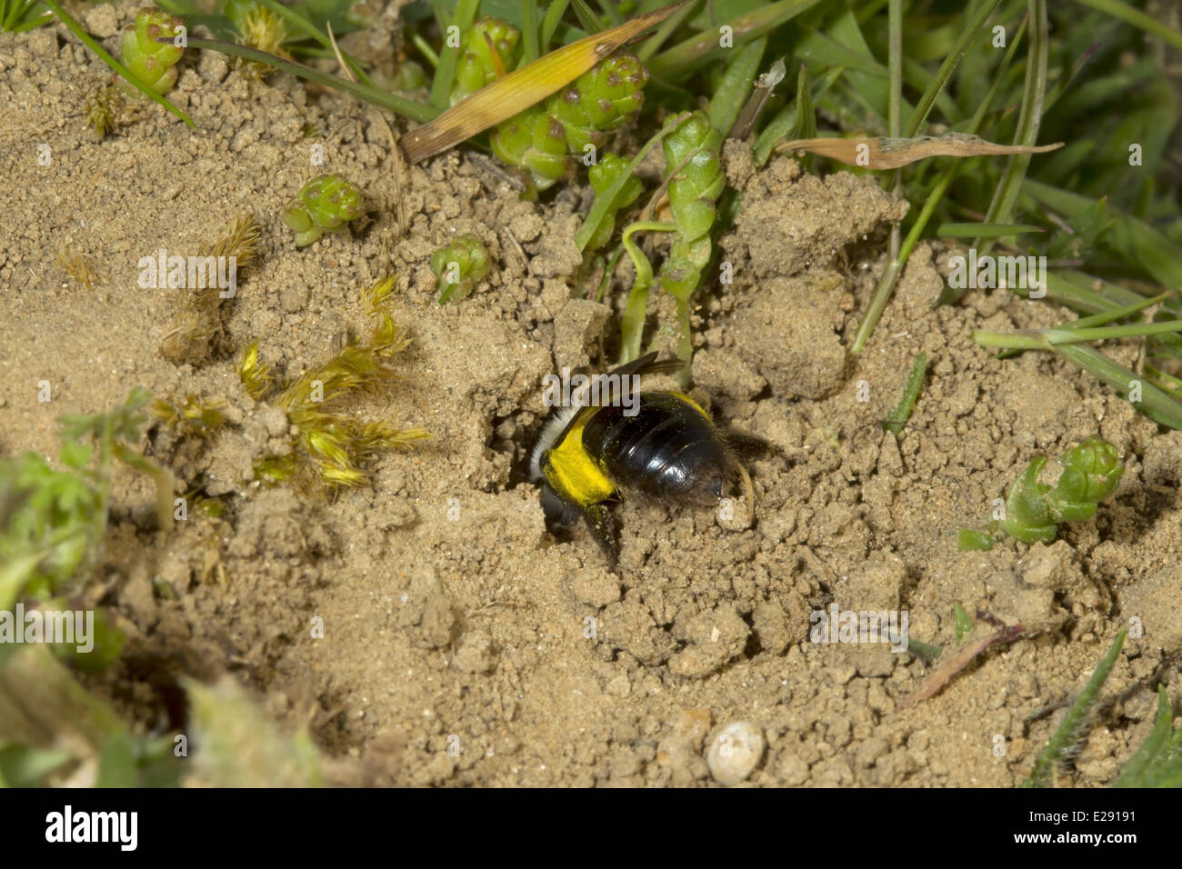 Grey Mining Bee (Andrena vaga) adult female, carrying pollen and digging nest, extinct in UK since 1946 and first seen again this year at two sites, Dungeness RSPB Reserve, Kent, England, April 2014 Stock Photo