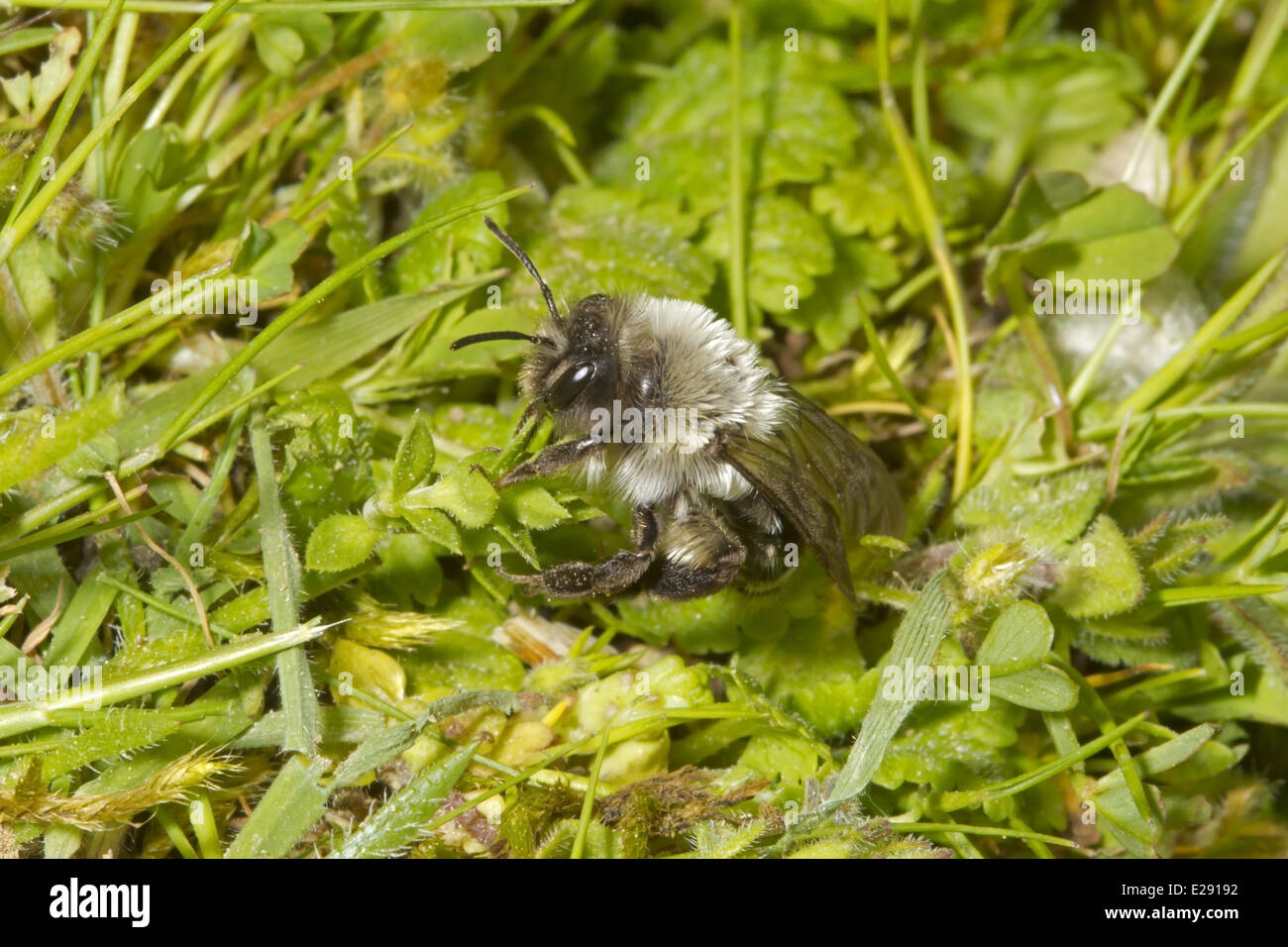 Grey Mining Bee (Andrena vaga) adult, extinct in UK since 1946 and first seen again this year at two sites, Dungeness RSPB Reserve, Kent, England, April 2014 Stock Photo