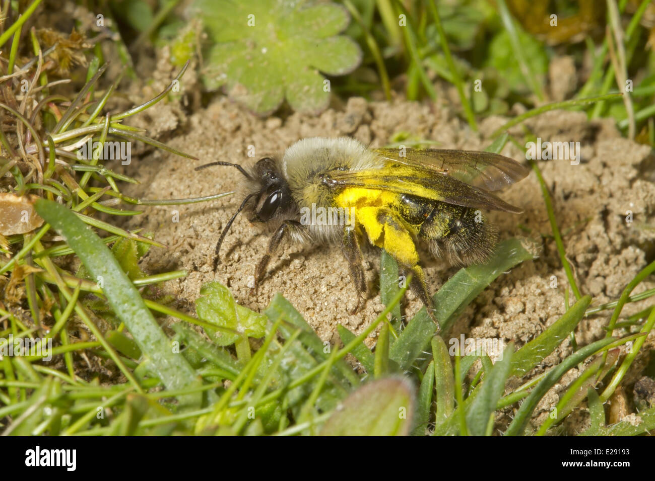 Grey Mining Bee (Andrena vaga) adult female, carrying pollen, extinct in UK since 1946 and first seen again this year at two sites, Dungeness RSPB Reserve, Kent, England, April 2014 Stock Photo