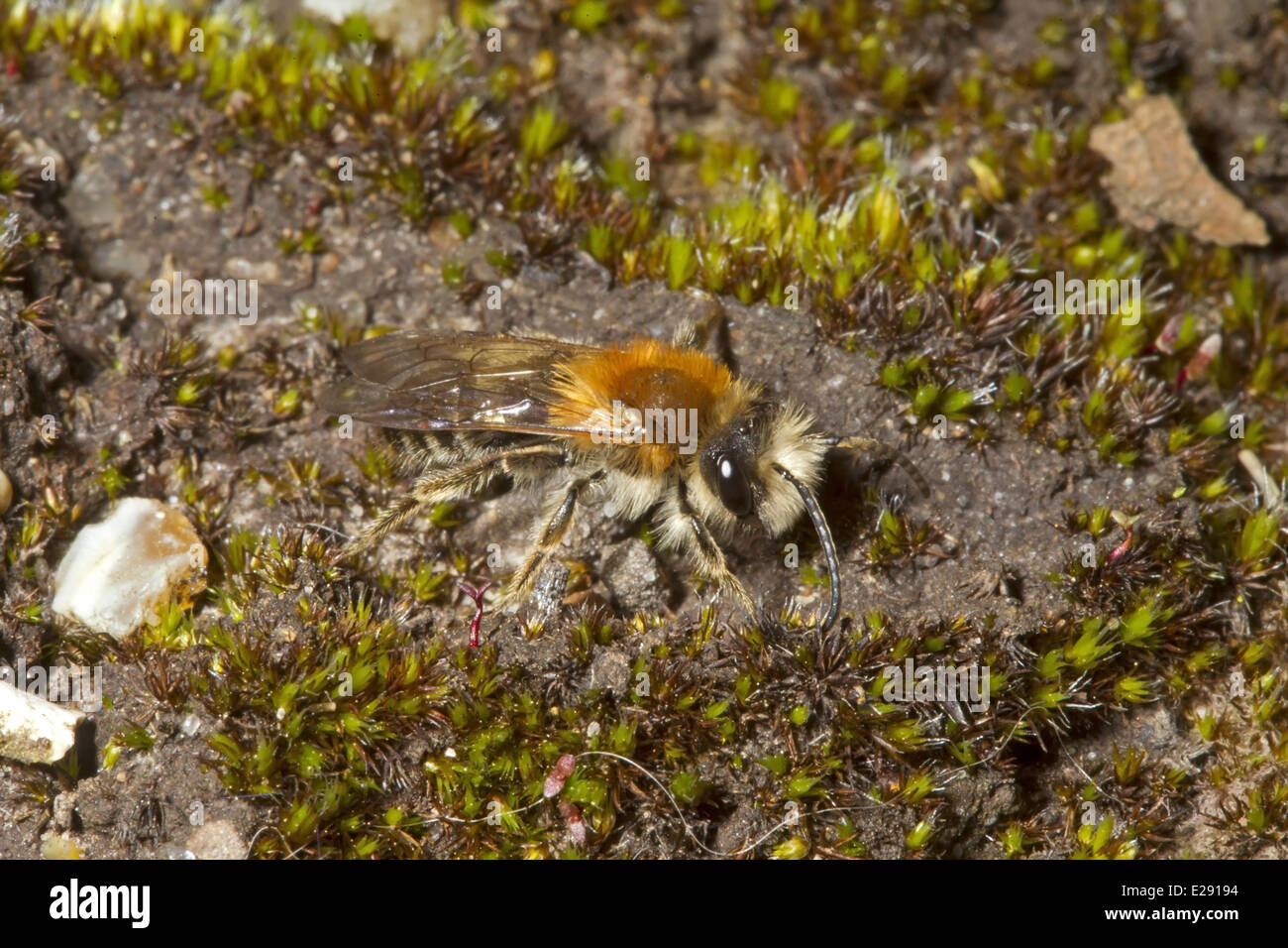 Grey-patched Mining Bee (Andrena nitida) adult male, Norfolk, England, April Stock Photo