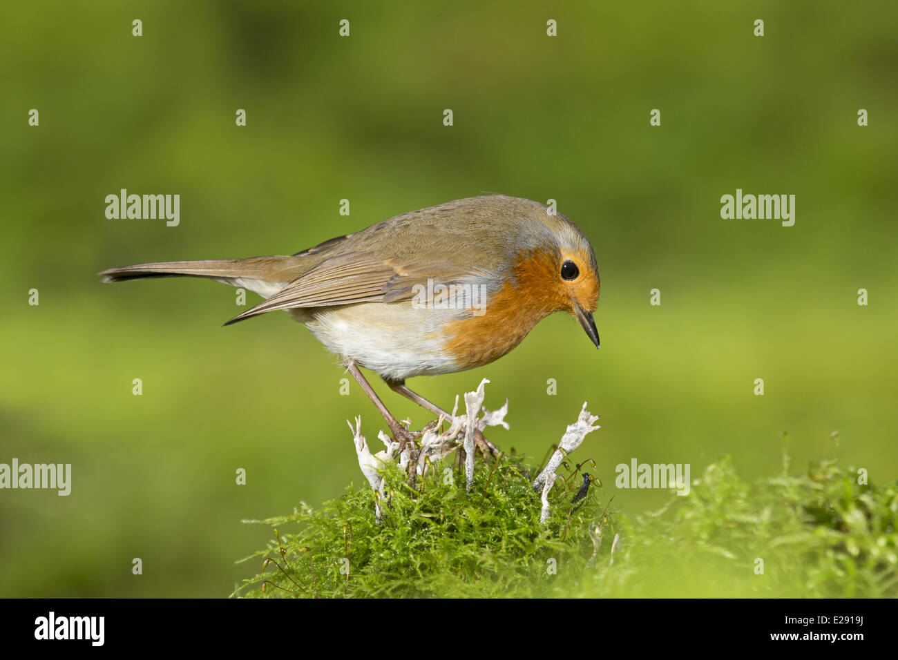 European Robin (Erithacus rubecula) adult, standing on moss covered stump with Candle-snuff Fungus (Xylaria hypoxylon), Suffolk, England, January Stock Photo