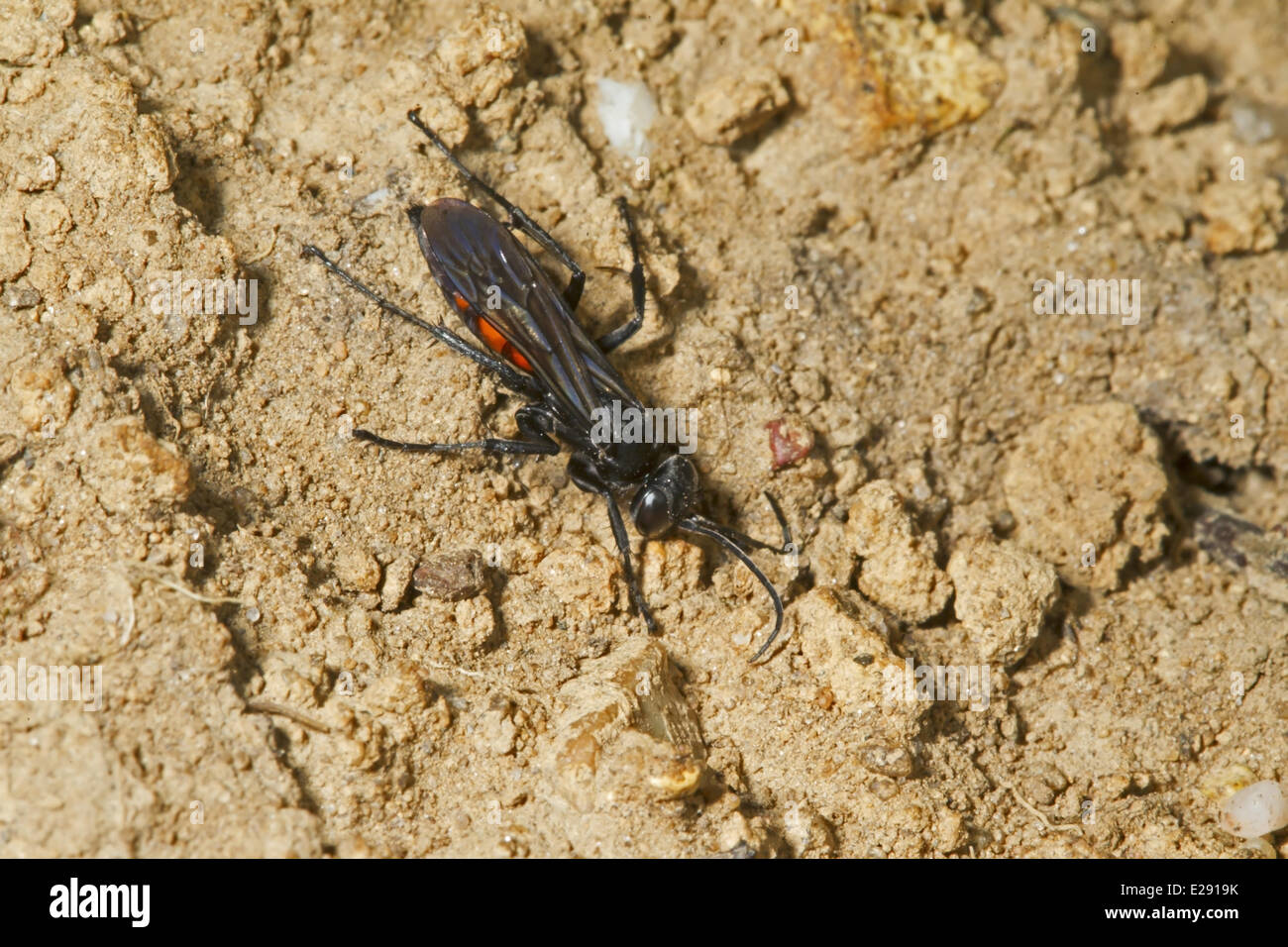 Black-banded Spider Wasp (Anoplius viaticus) adult, Norfolk, England, April Stock Photo