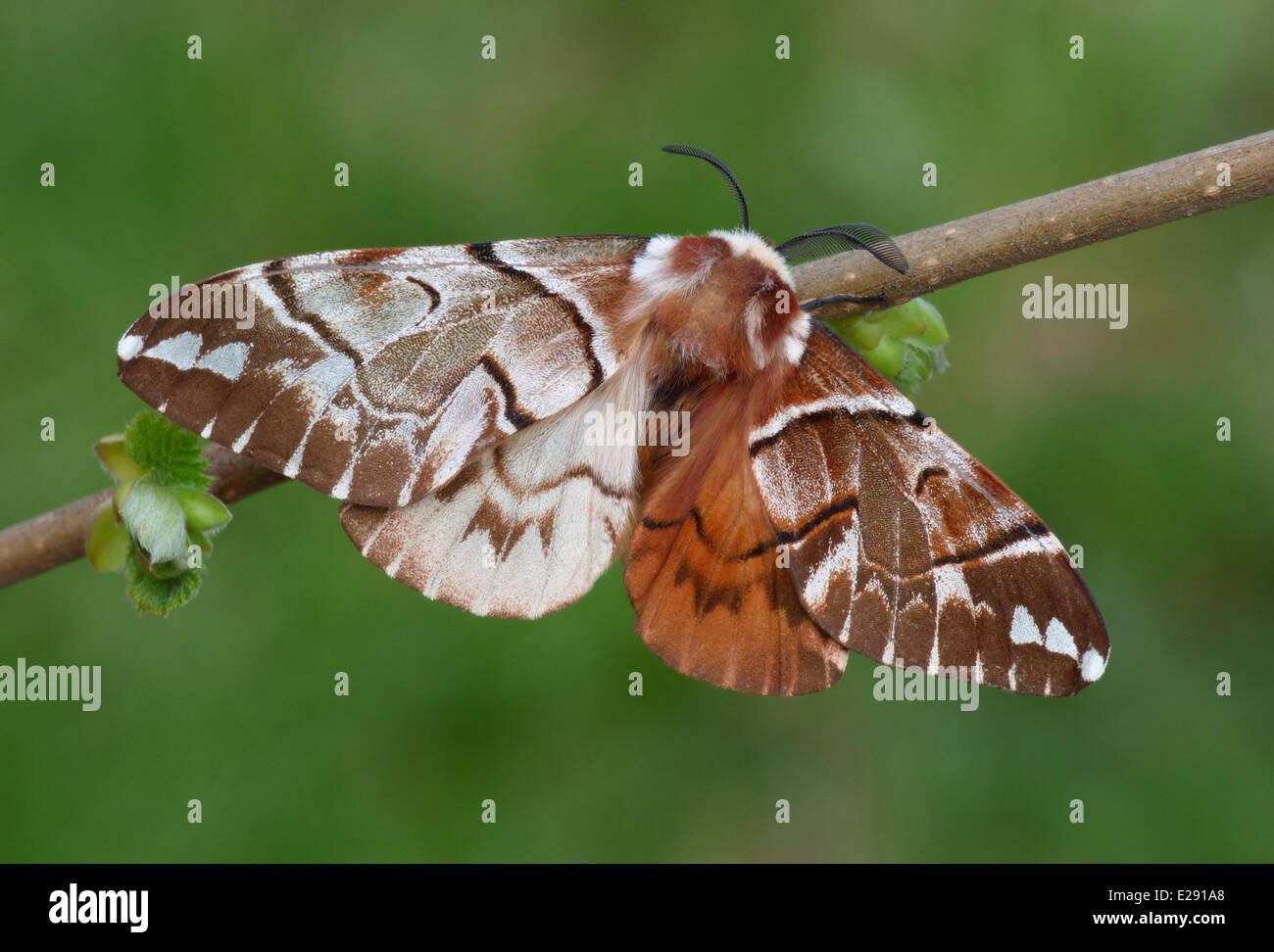 Kentish Glory Moth (Endromis versicolora) adult, showing gynandromorphic phenotype, left side is 'female' and right side is 'male', Cannobina Valley, Piedmont, North Italy, April Stock Photo