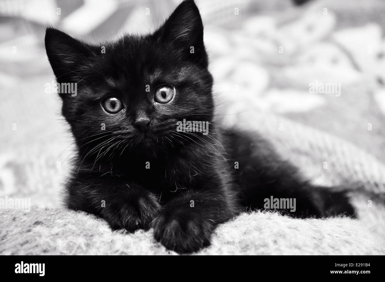 Black kitten at home Stock Photo