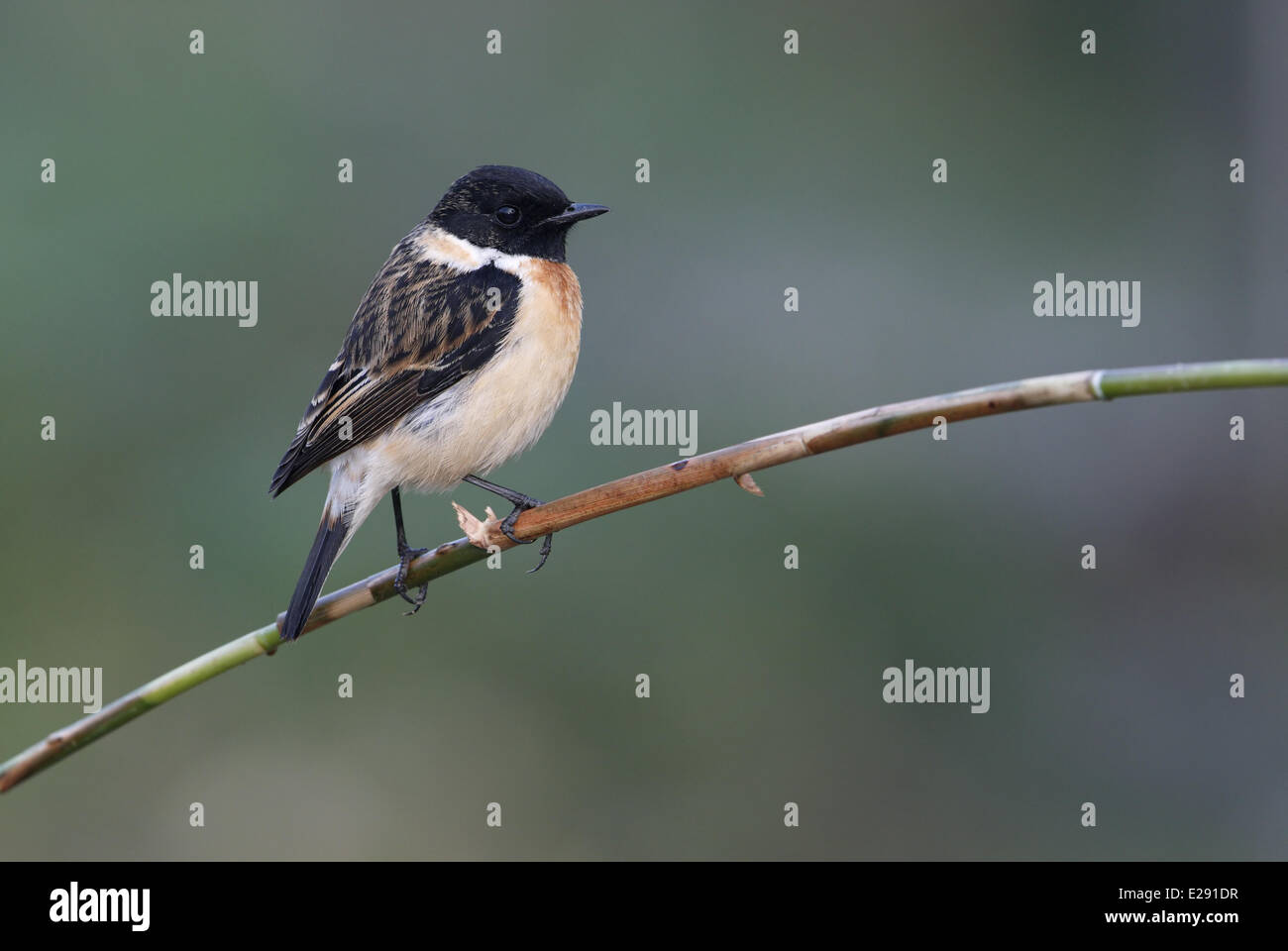 Siberian Stonechat Saxicola Maurus Adult Male Hi res Stock Photography siberian-stonechat-saxicola-maurus-adult-male-hi-res-stock-photography