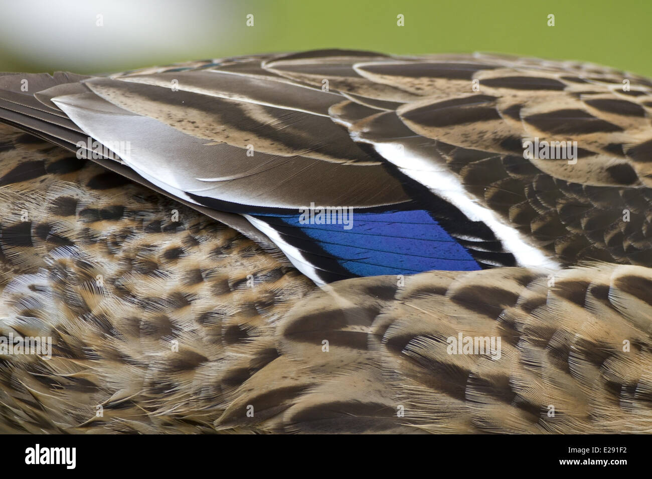 Mallard Duck (Anas platyrhynchos) adult female, close-up of speculum feathers on wing, Norfolk, England, March Stock Photo