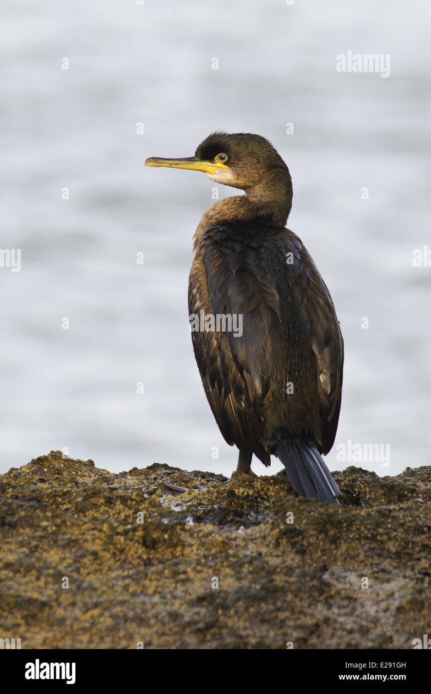 European Shag (Phalacrocorax aristotelis) juvenile, standing on coastal rock, Filey Brigg, North Yorkshire, England, January Stock Photo