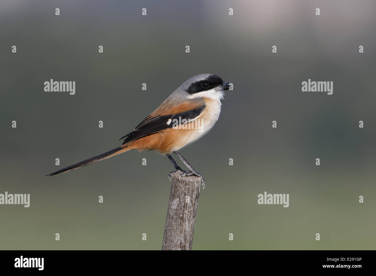 Long-tailed Shrike (Lanius schach) adult, perched on stick, Hong Kong, China, December Stock Photo
