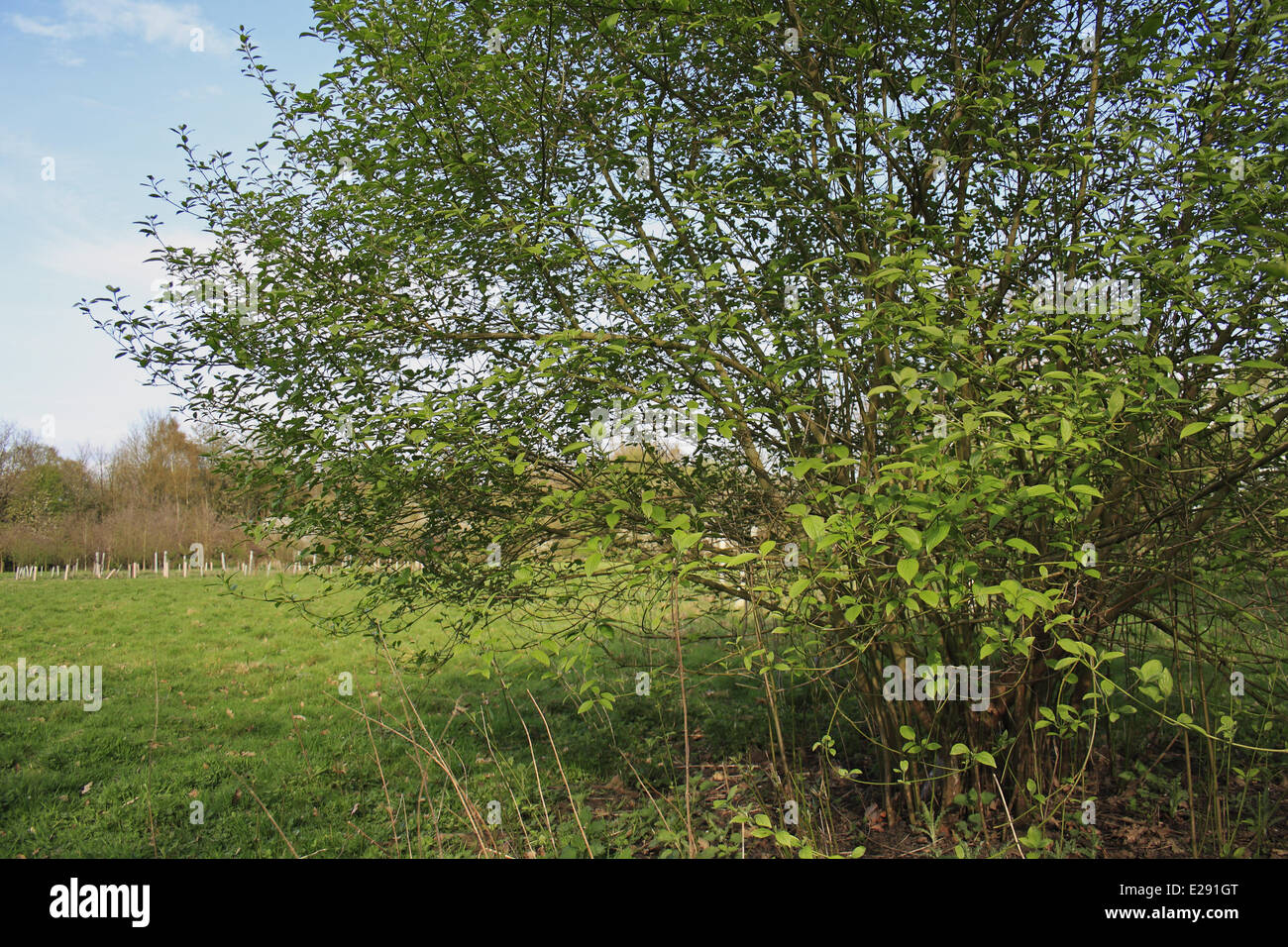 Common Dogwood (Cornus sanguinea) habit, growing in woodland, Vicarage Plantation, Mendlesham, Suffolk, England, April Stock Photo