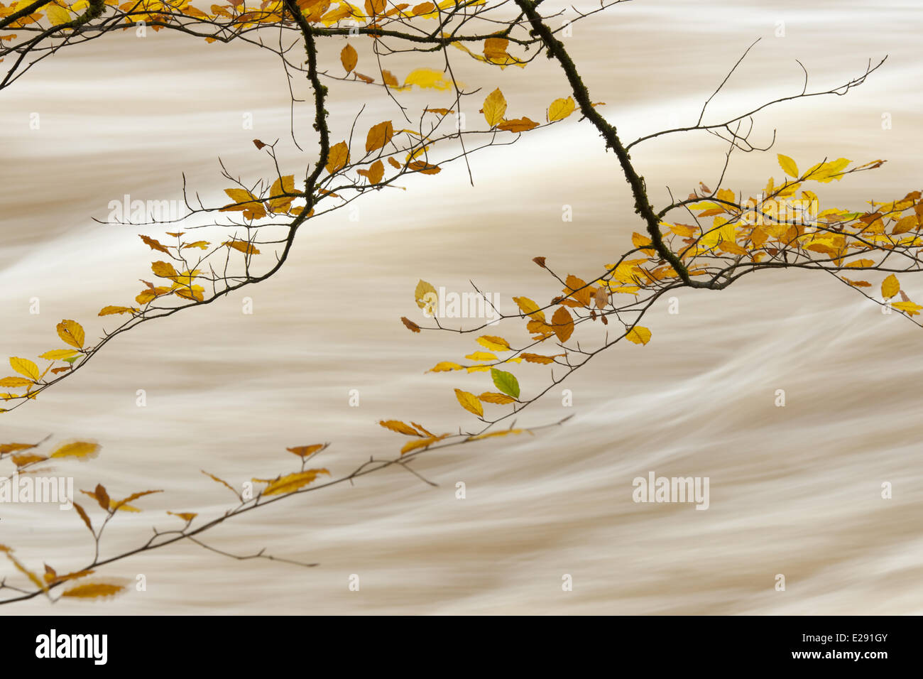 Common Beech (Fagus sylvatica) close-up of leaves in autumn colour, with flowing water in background, River Conwy, Conwy, Wales, November Stock Photo