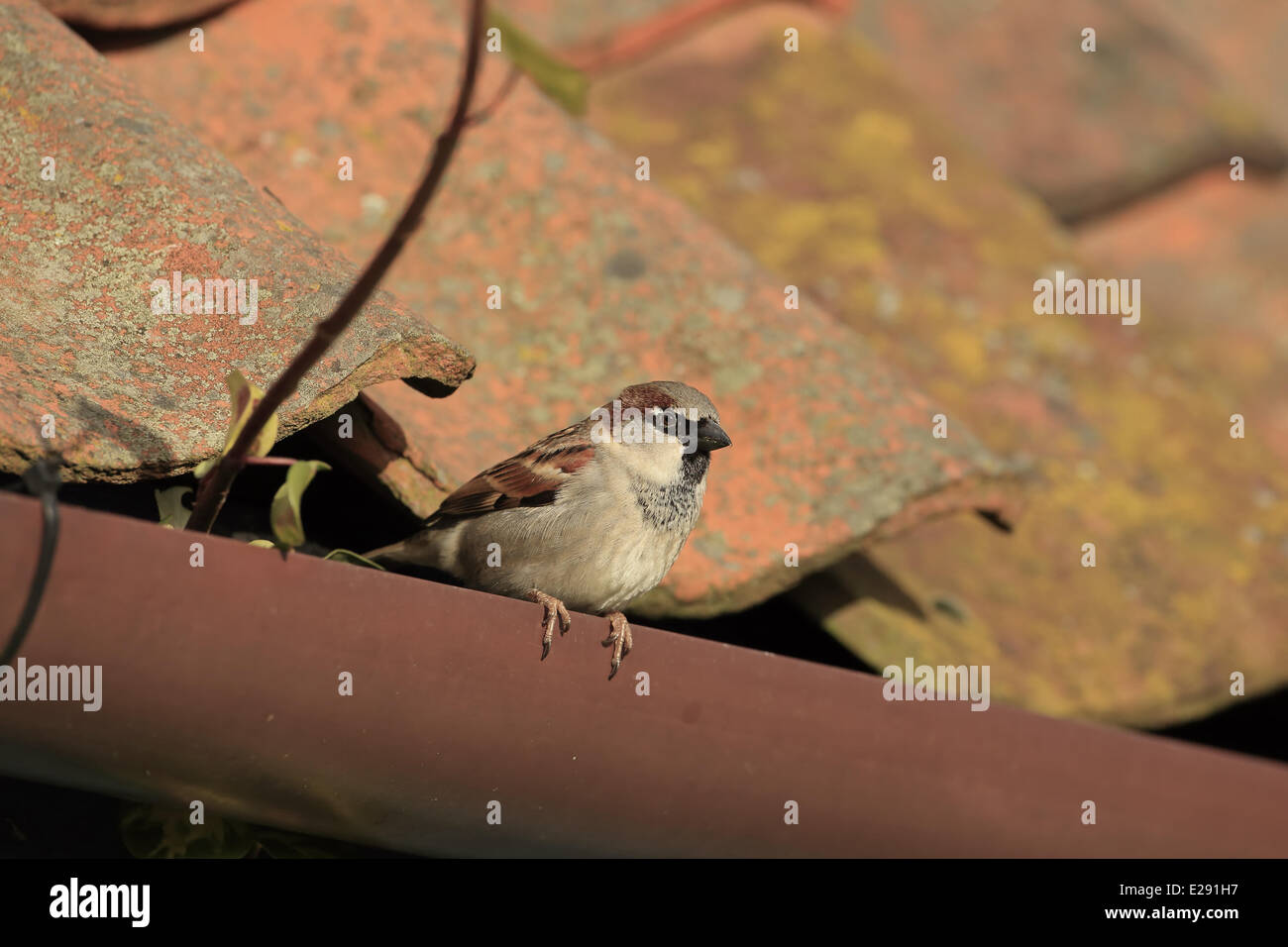 House Sparrow (Passer domesticus) adult male, perched on roof guttering, Norfolk, England, February Stock Photo