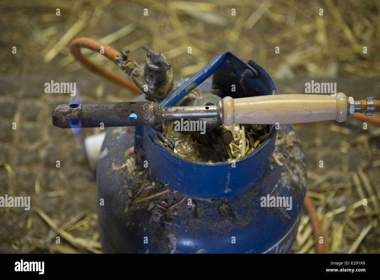 Gaspowered dehorning iron heating up on dairy farm, Cheshire, England
