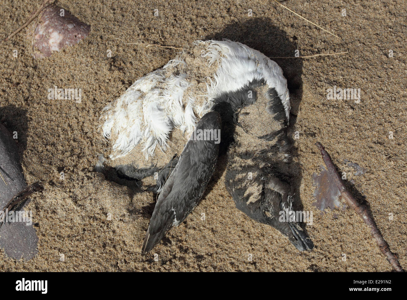 Common Guillemot (Uria aalge) dead adult, washed up on beach strandline, Gower Peninsula, West Glamorgan, South Wales, March Stock Photo