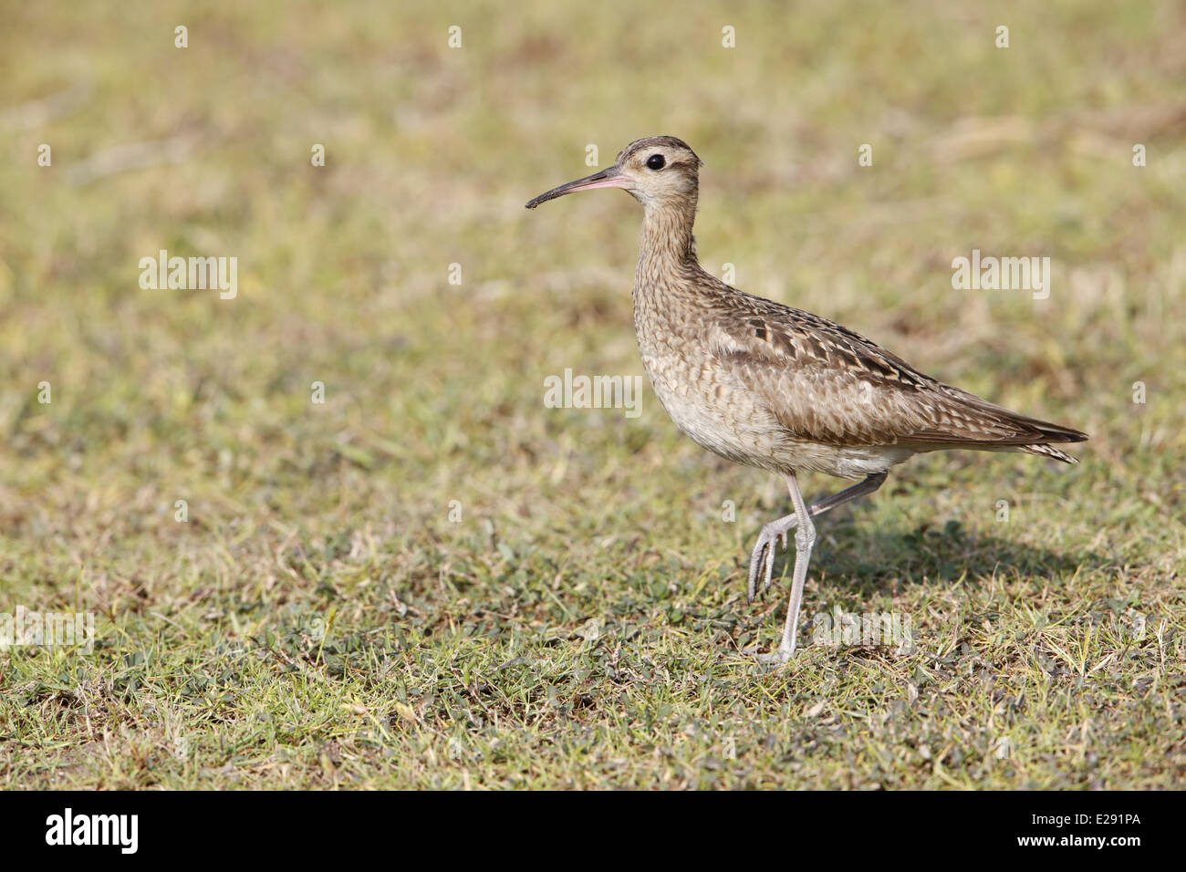Little Whimbrel (Numenius minutus) adult, standing on grass, Hong Kong, China, December Stock Photo