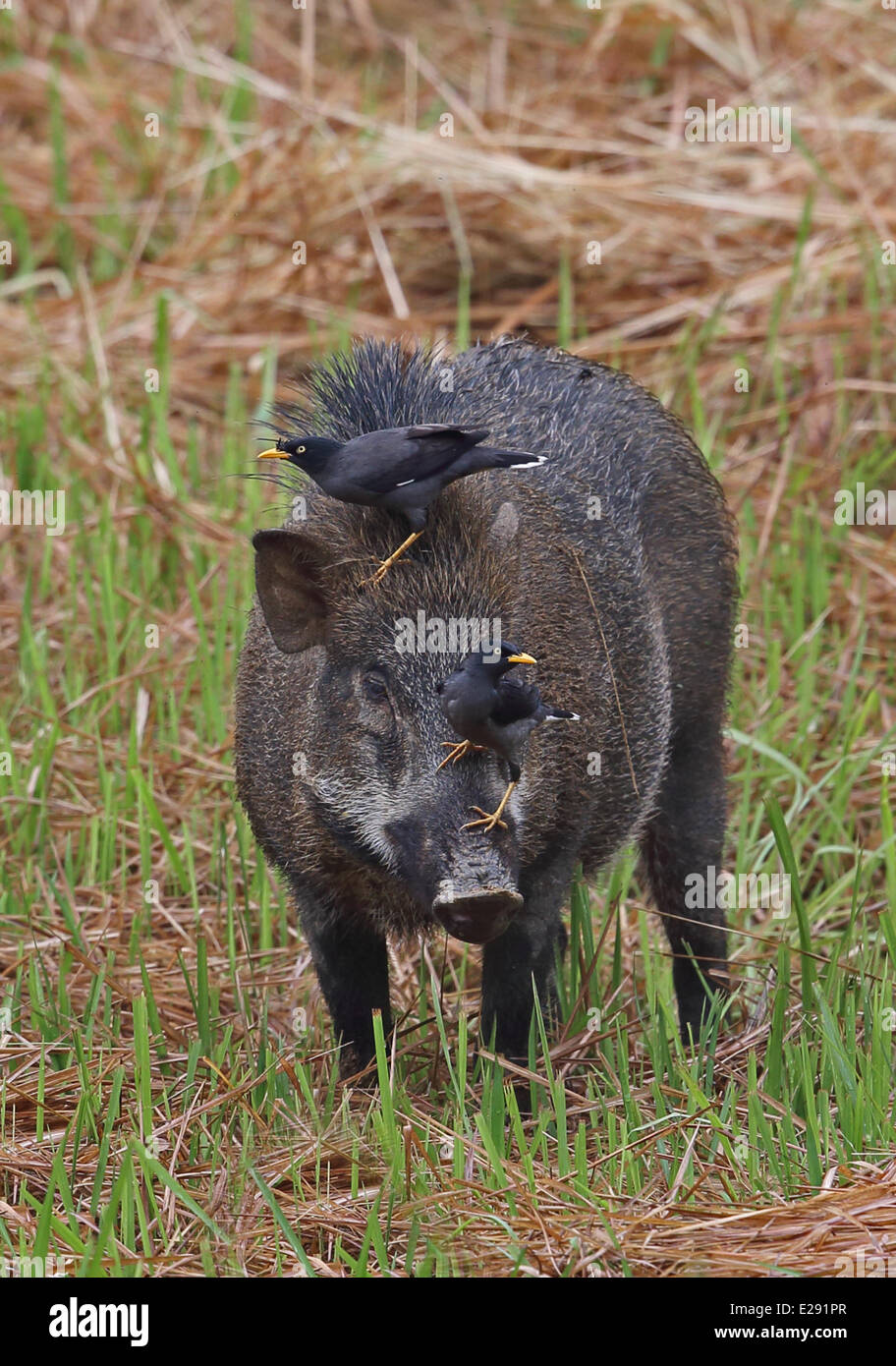 Javan Myna (Acridotheres javanicus) two adults, foraging for parasites on head of Wild Boar (Sus scrofa vittatus) adult, Taman Negara N.P., Titiwangsa Mountains, Malay Peninsula, Malaysia, February Stock Photo