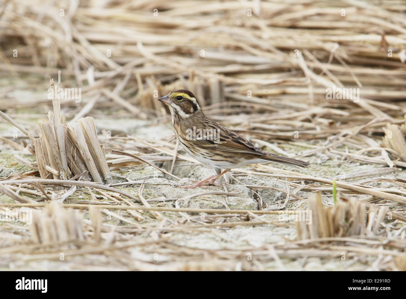 Yellow-browed Bunting (Emberiza chrysophrys) adult female, standing in field amongst old rice stems, Hong Kong, China, November Stock Photo