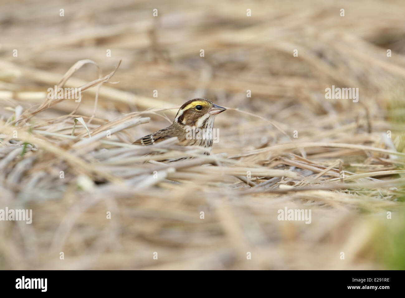Yellow-browed Bunting (Emberiza chrysophrys) adult female, peering from behind old rice stems, Hong Kong, China, November Stock Photo