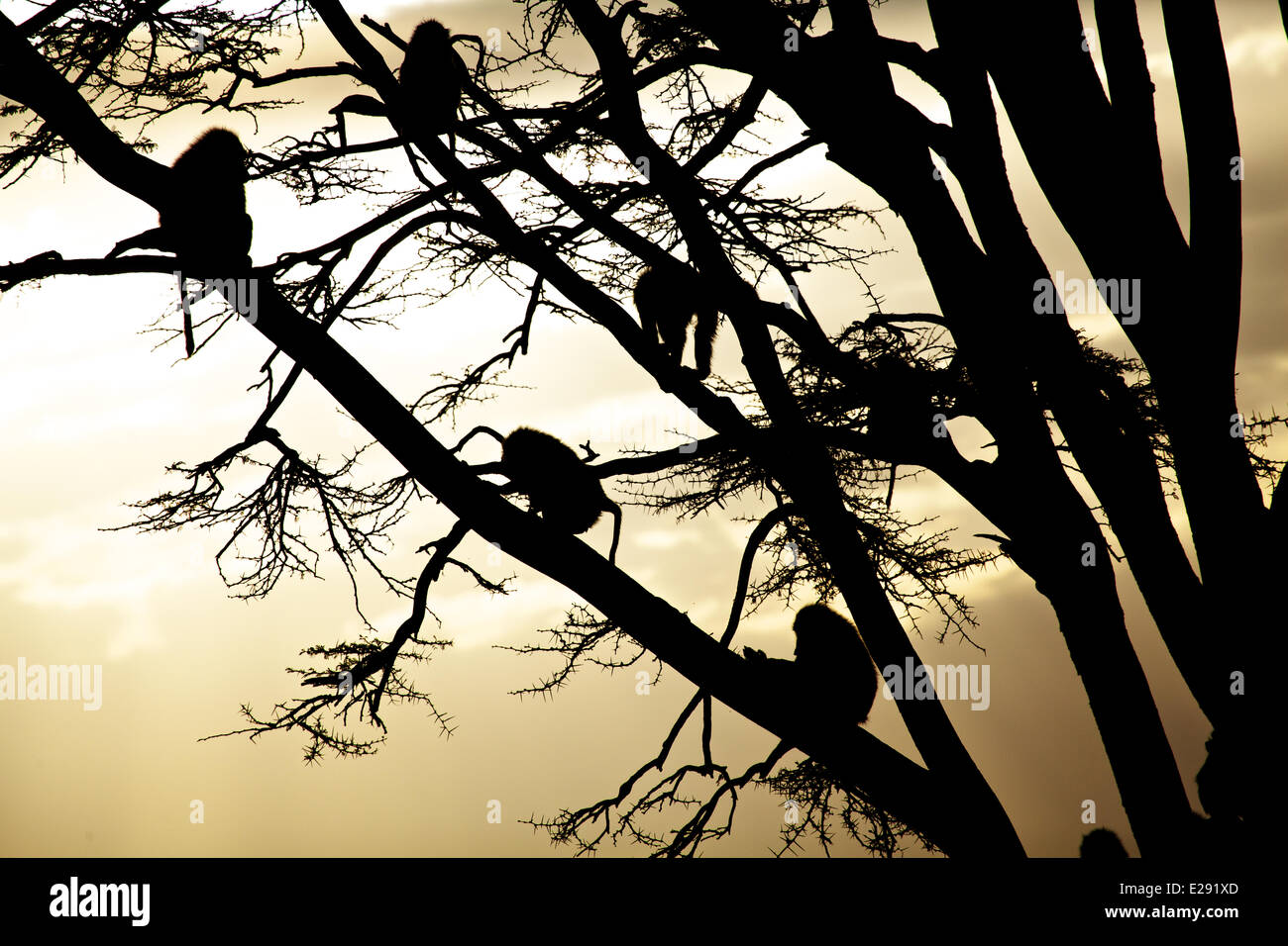 Olive Baboon (Papio anubis) adults, group sitting on tree branches, silhouetted at sunset, Ol Pejeta Conservancy, Laikipia District, Kenya, February Stock Photo