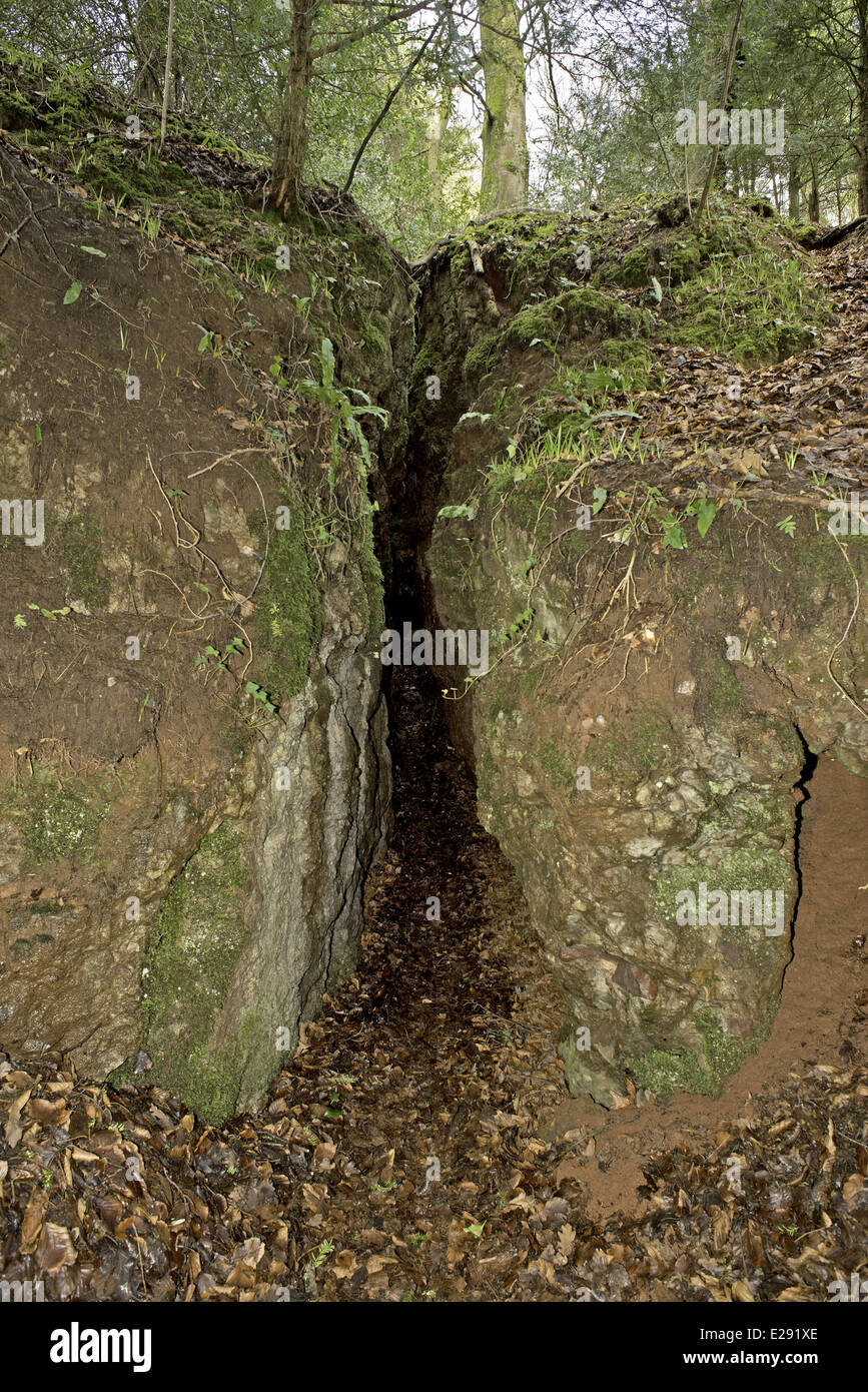 Hibernaculum hires stock photography and images Alamy