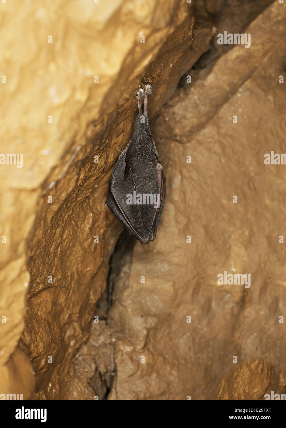 Bats hibernate uk hires stock photography and images Alamy