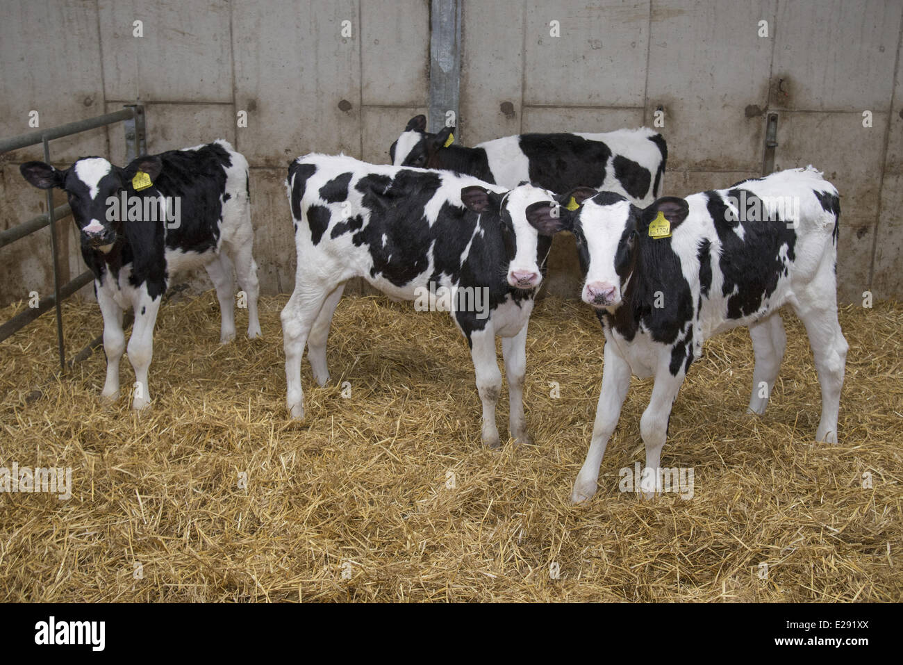 Domestic Cattle, Holstein, calves, standing in straw yard on dairy farm, Lancashire, England