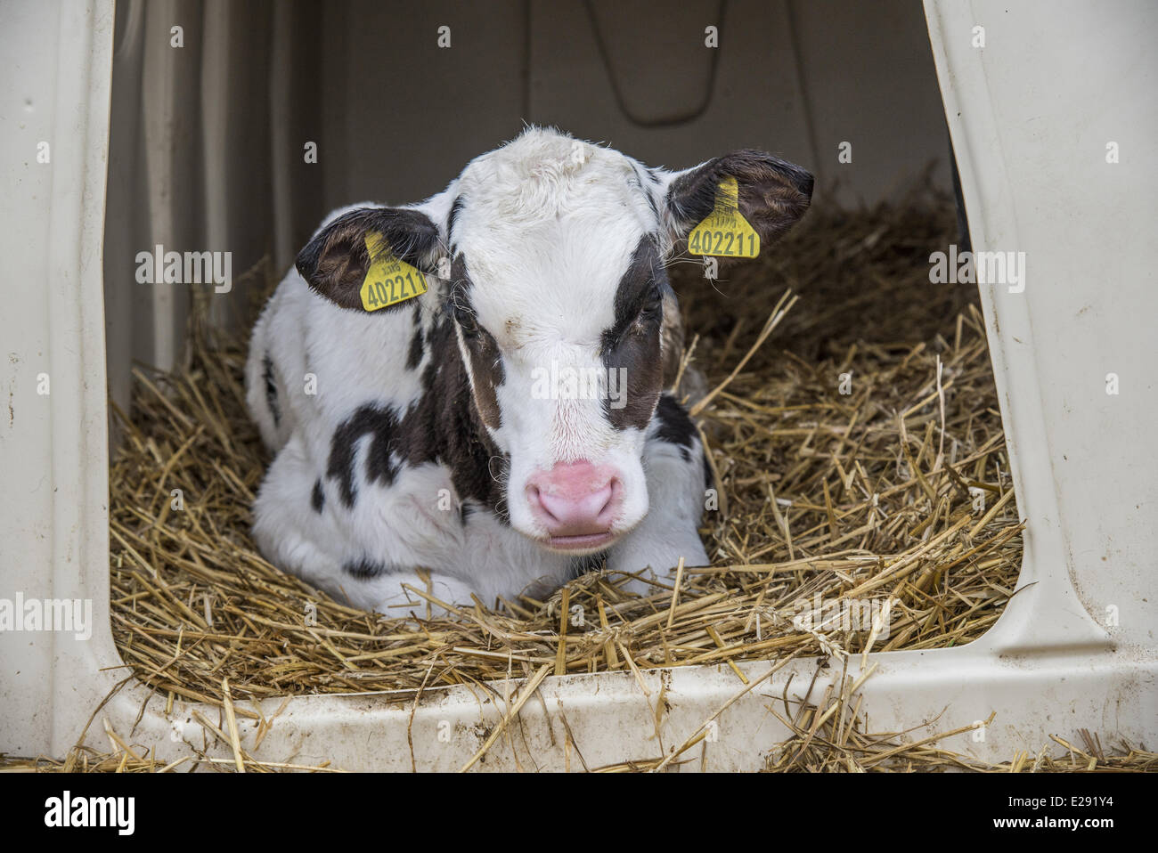 Domestic Cattle, Holstein, calf, resting on straw bedding in calf hutch