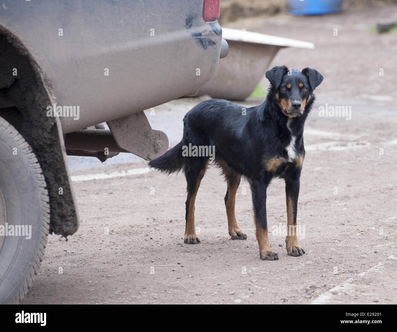 Domestic Dog, Huntaway, adult, standing beside vehicle on farm, Shropshire, England, April Stock Photo
