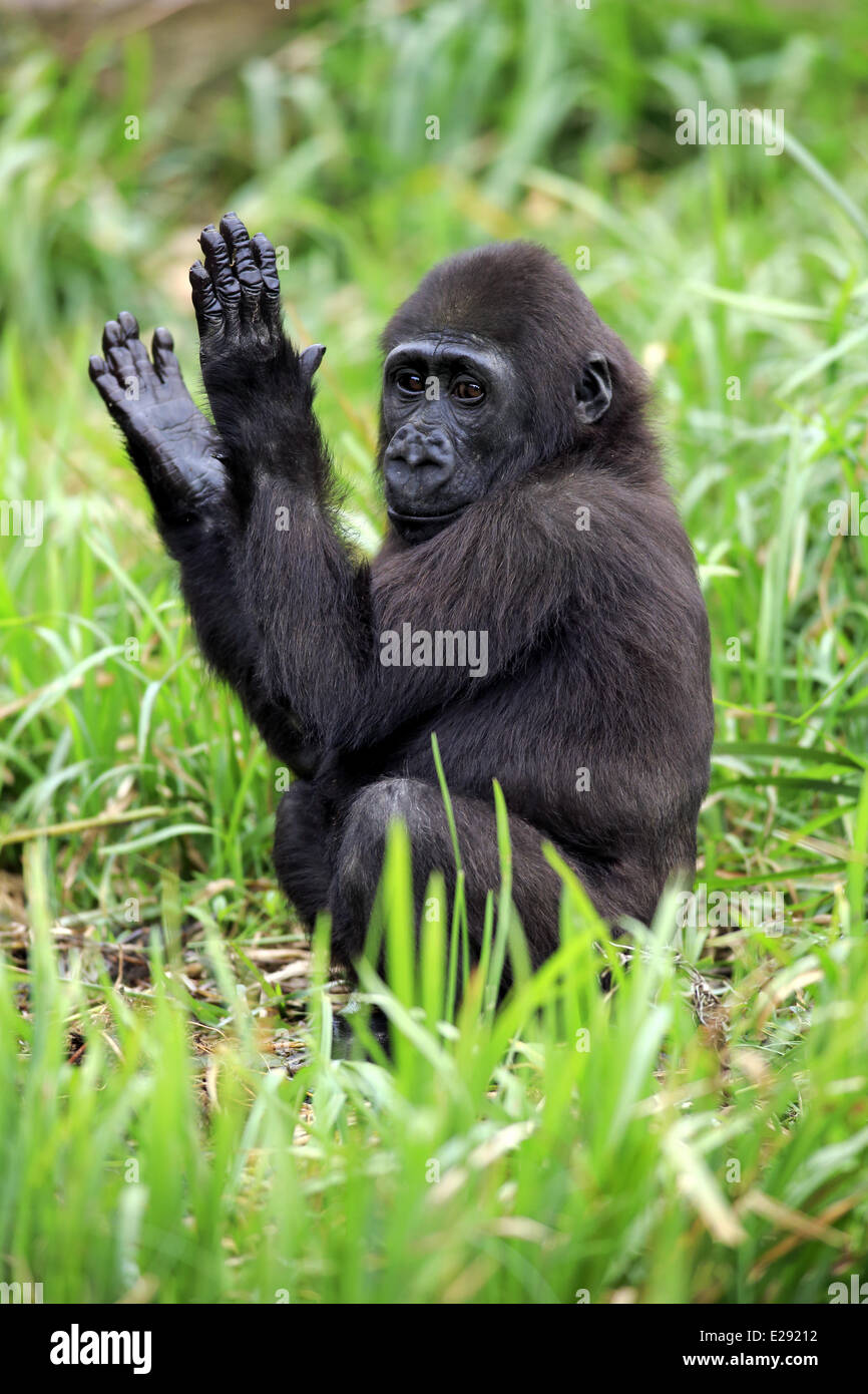 Western Lowland Gorilla (Gorilla gorilla gorilla) young, 'clapping