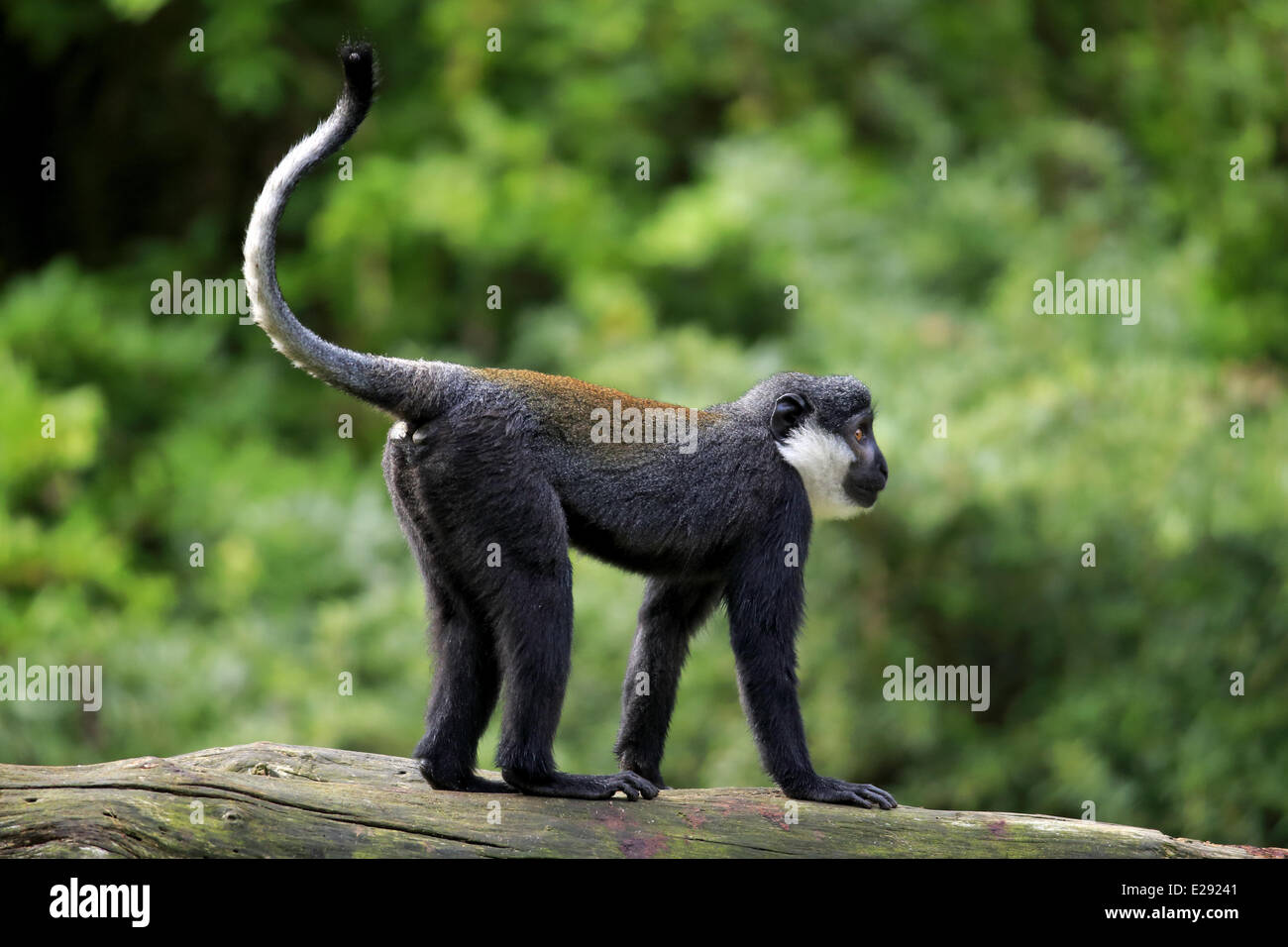 L'Hoest's Monkey (Cercopithecus lhoesti) adult, standing on branch
