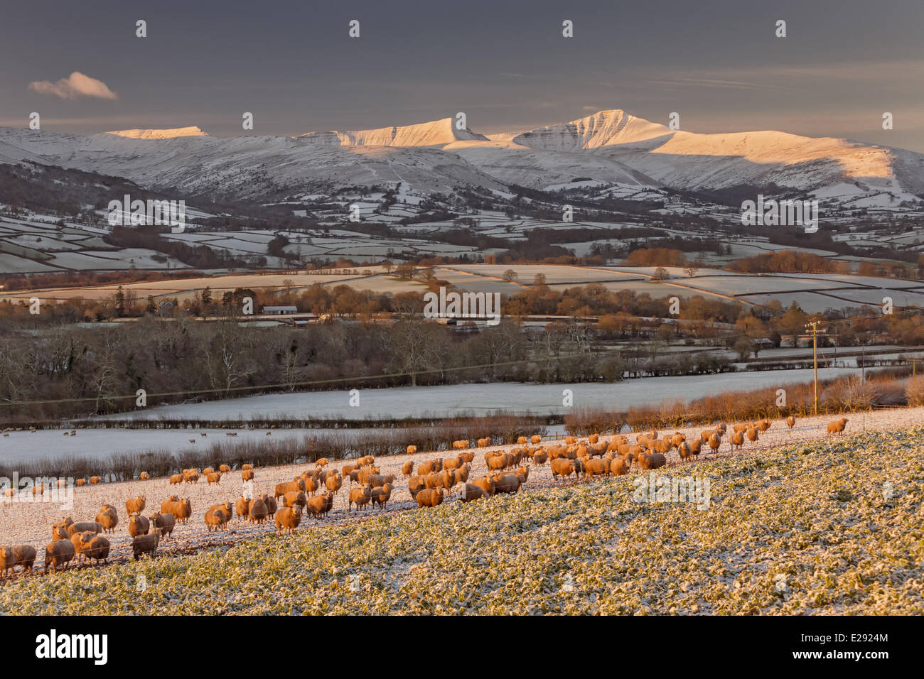 Domestic Sheep, flock, folded on root crop in snow at sunrise, near ...